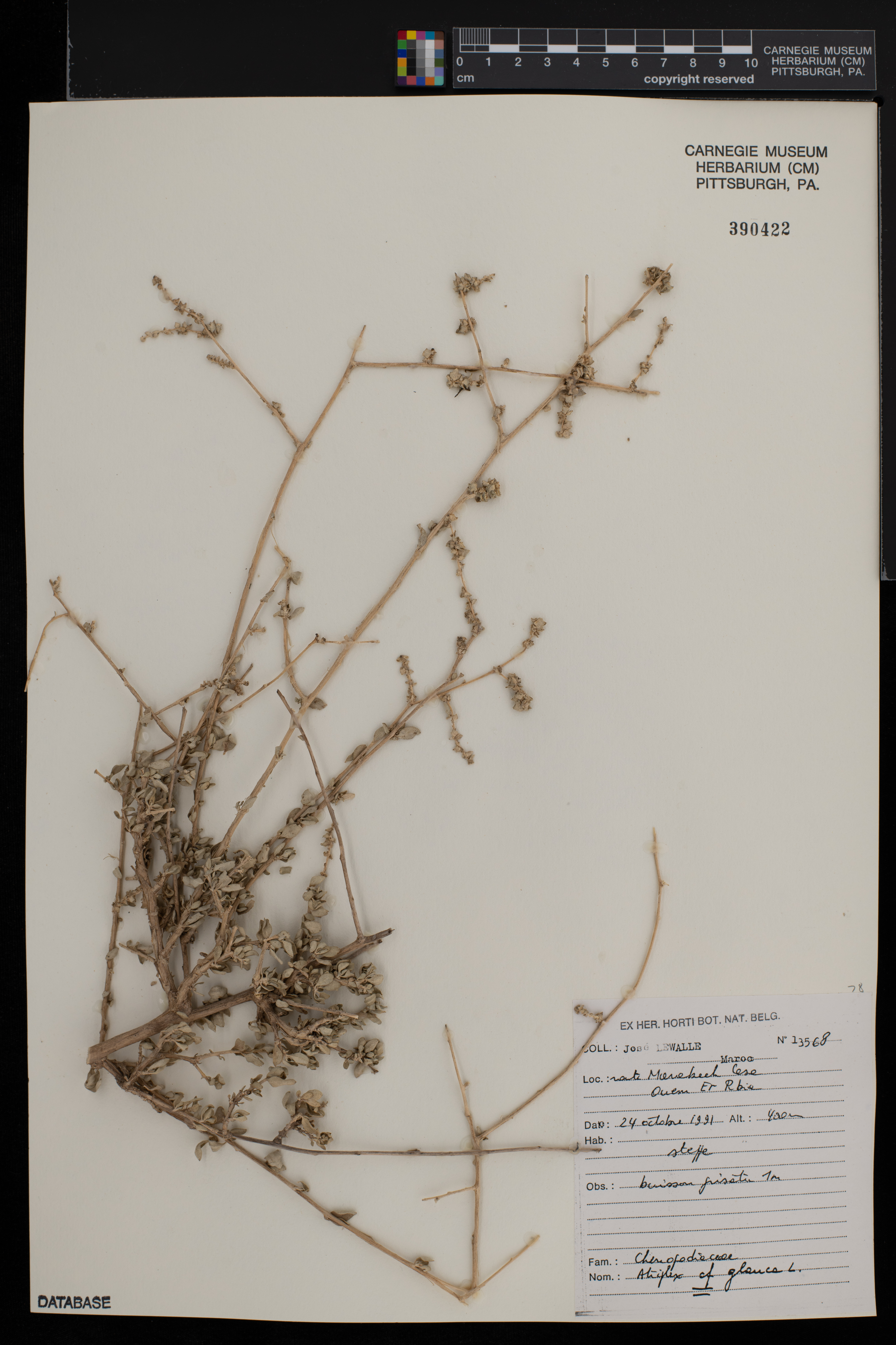 Atriplex glauca image