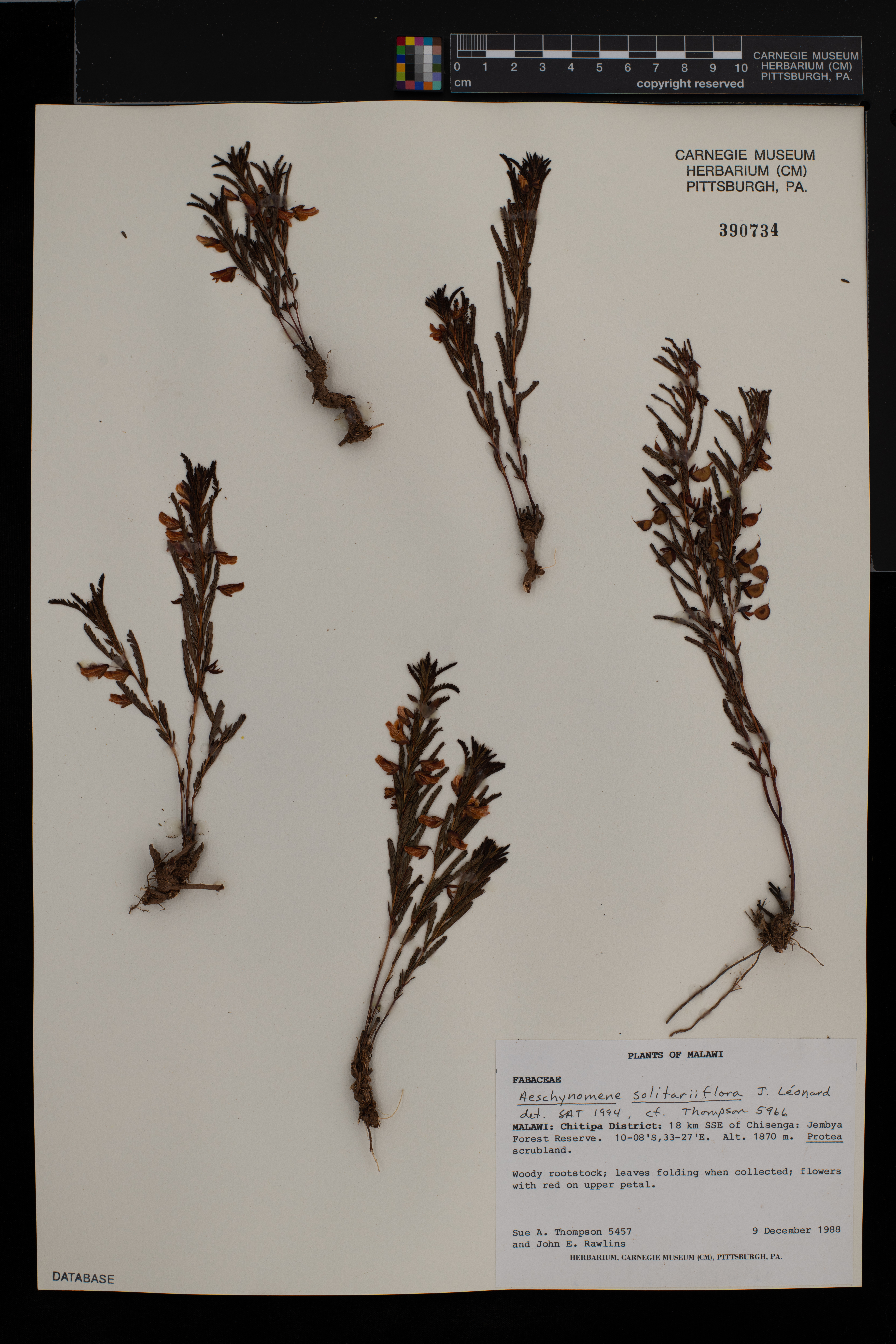 Aeschynomene solitariiflora image