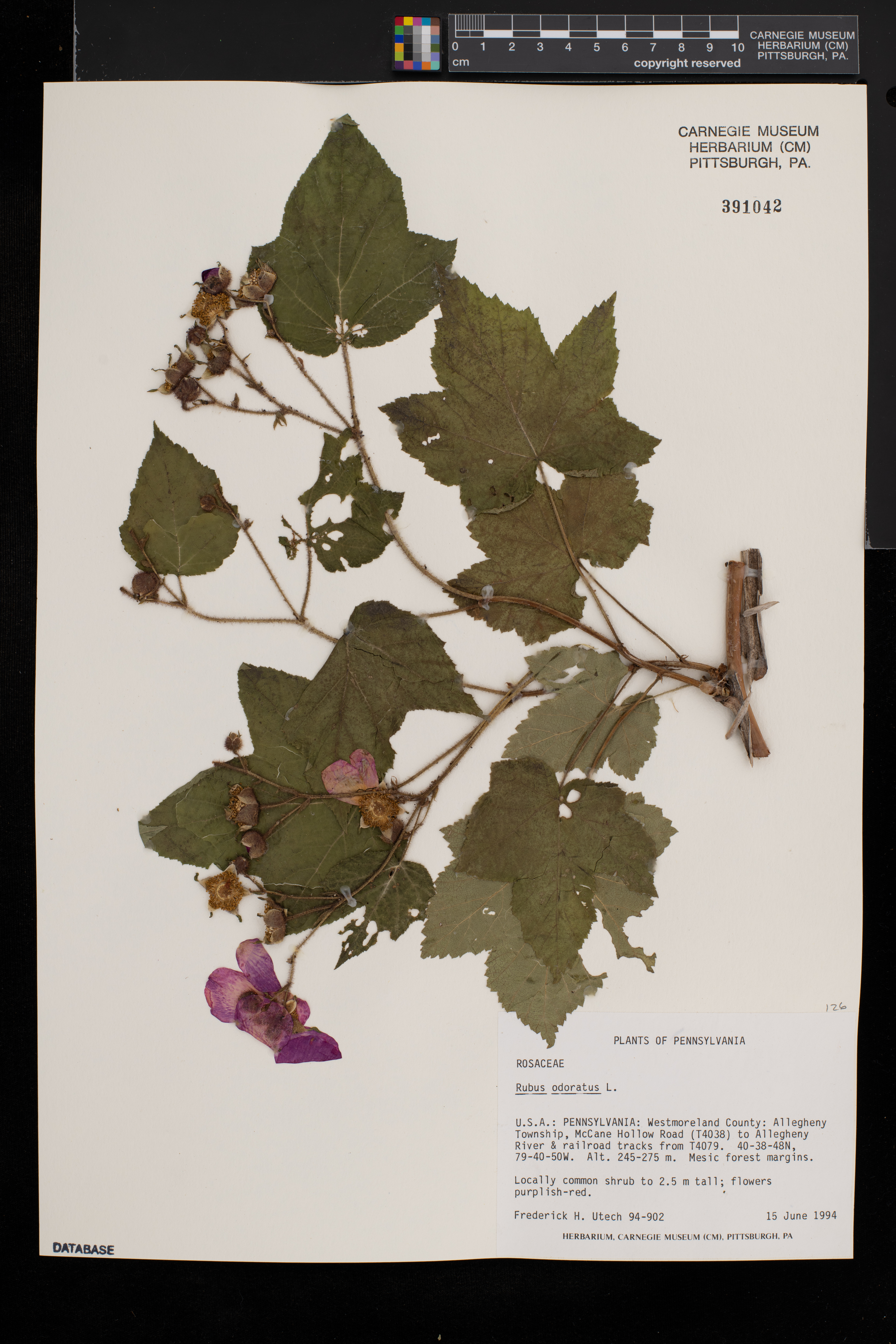Rubus odoratus image