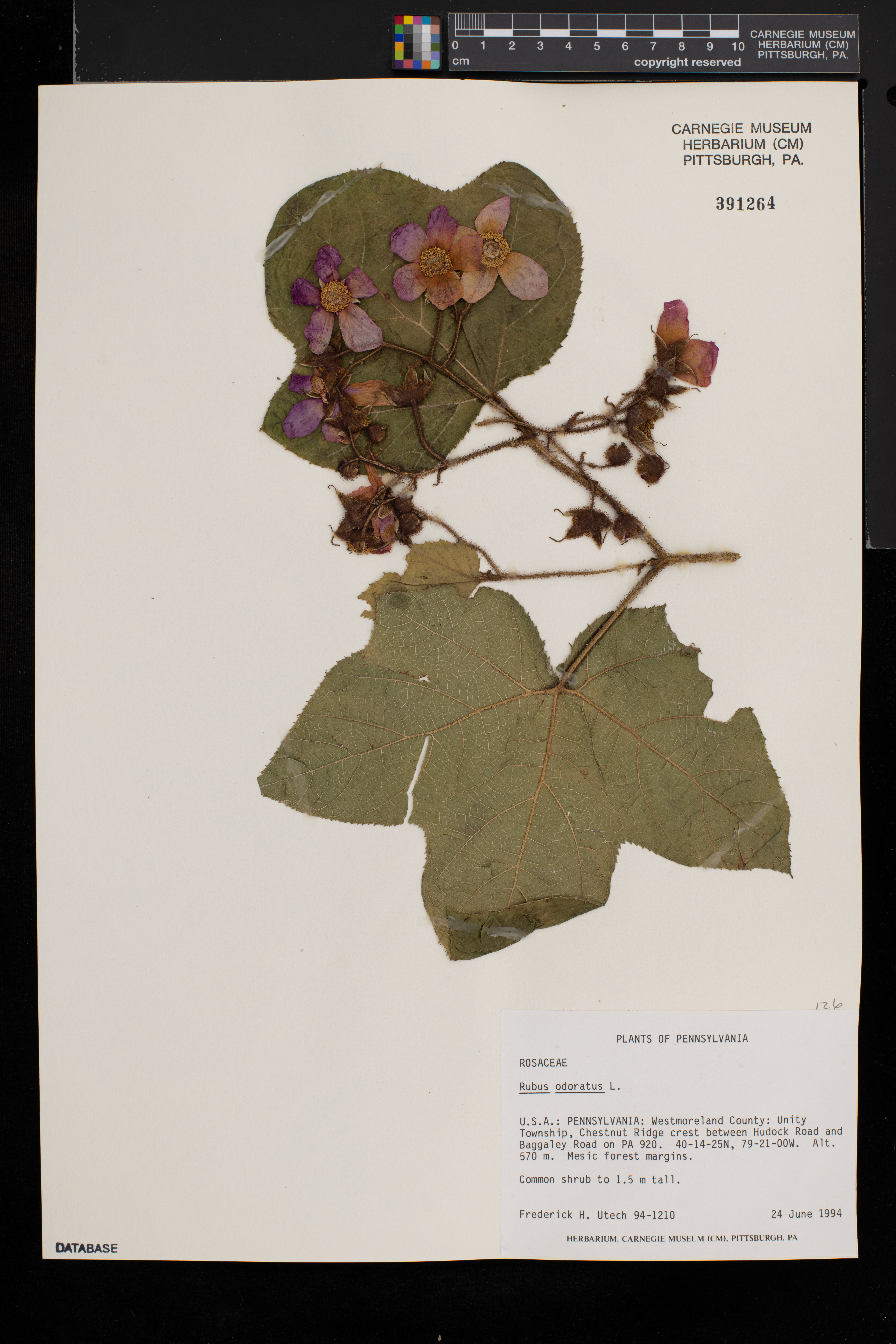 Rubus odoratus image