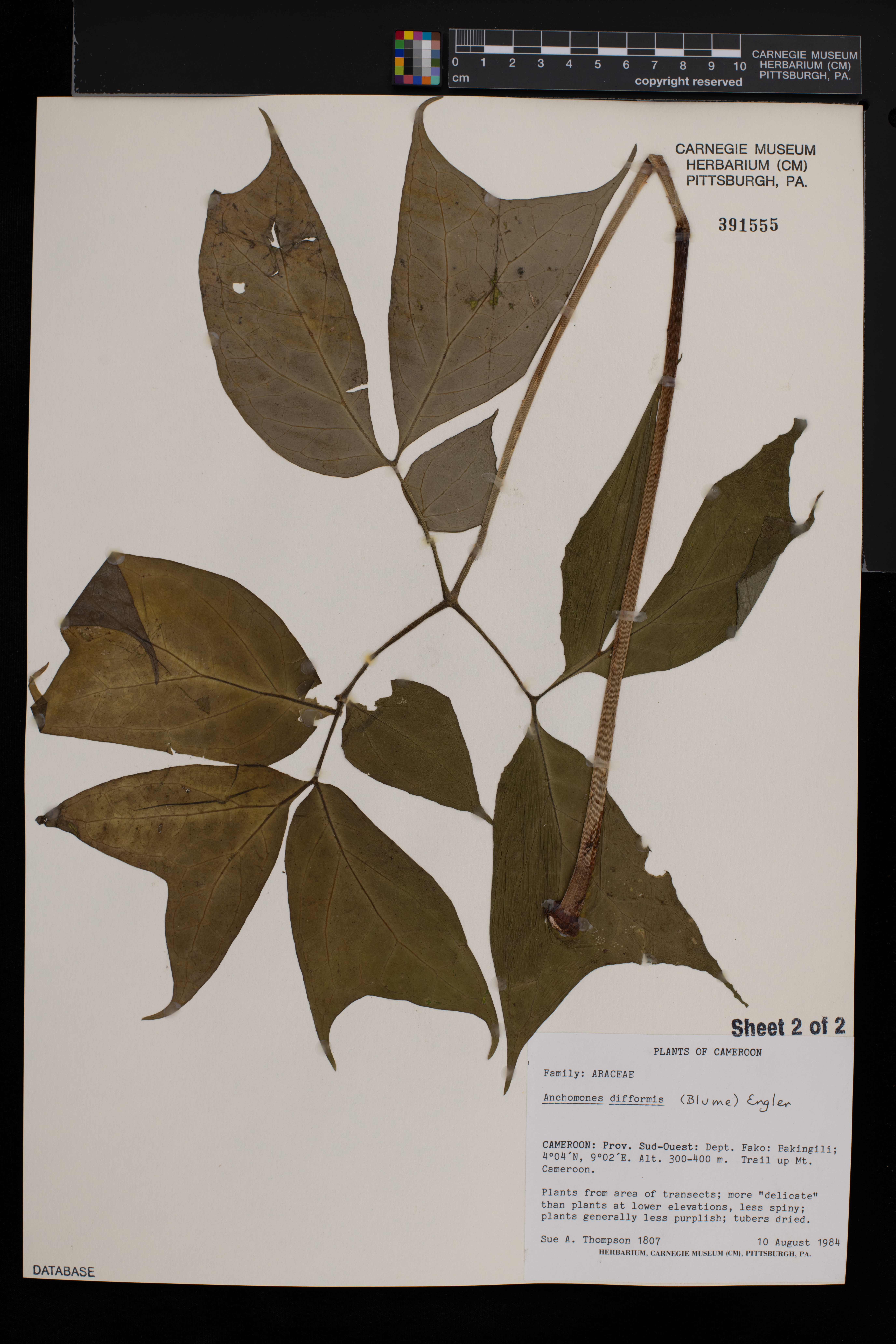 Anchomanes difformis image