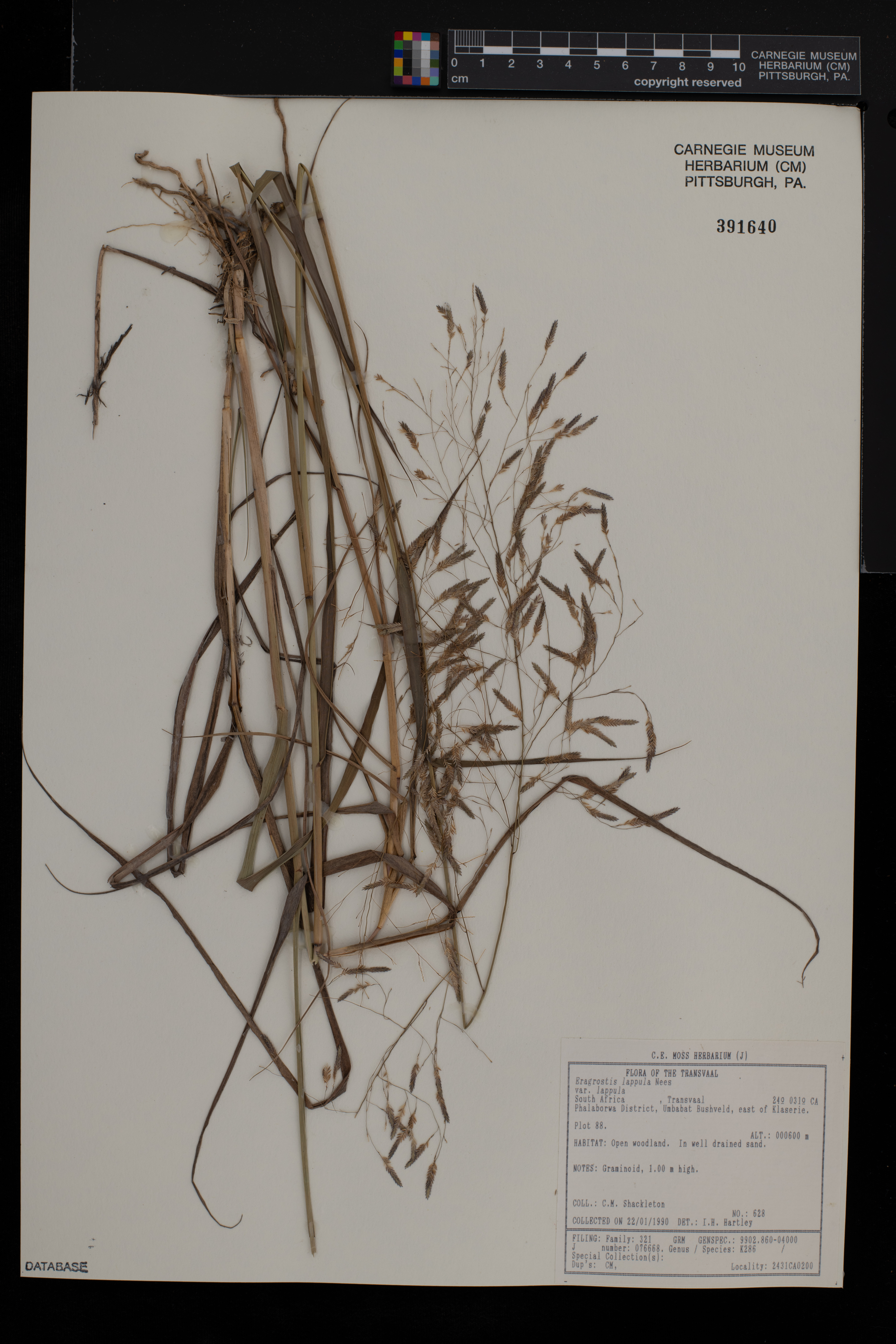 Eragrostis lappula image