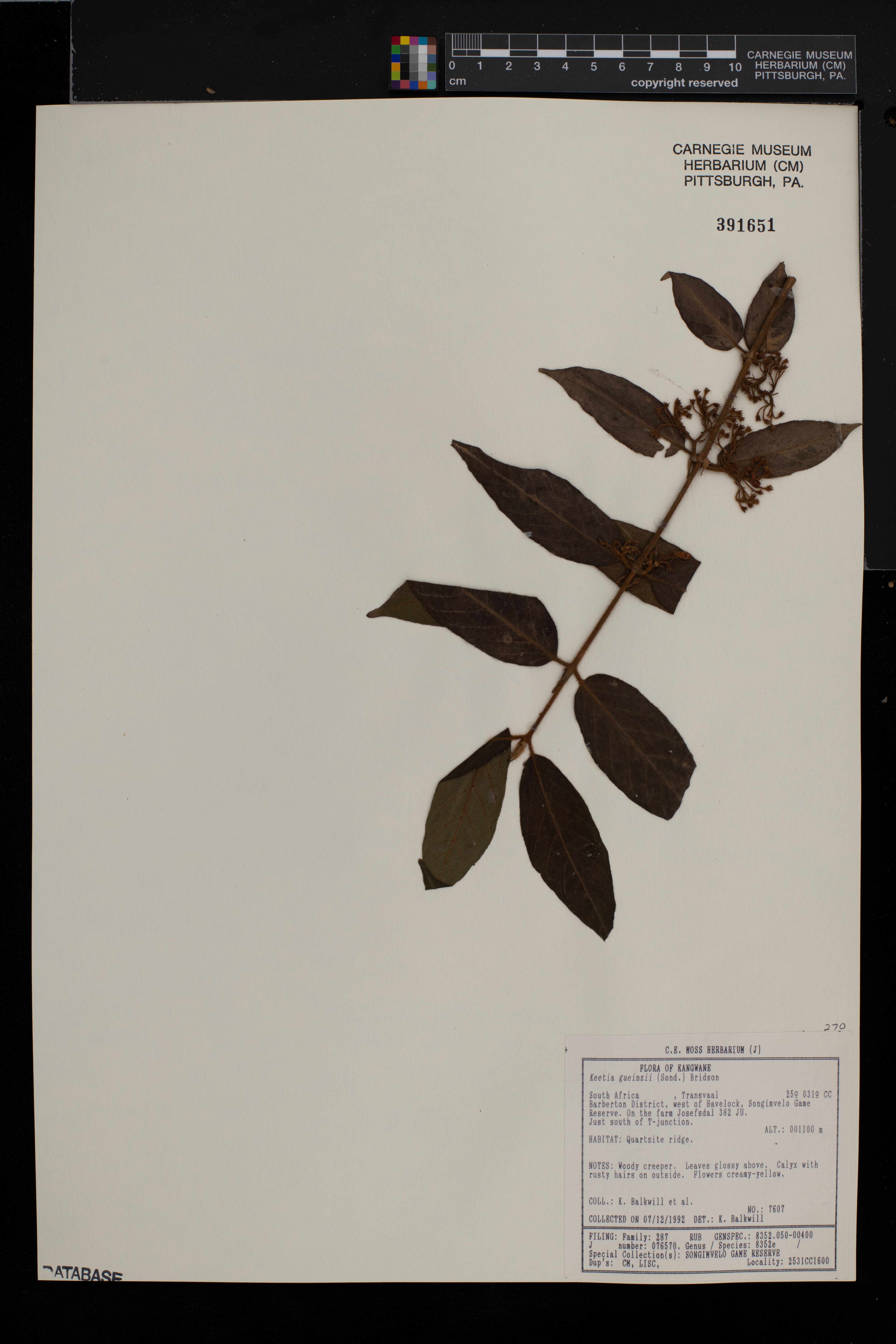 Keetia gueinzii image