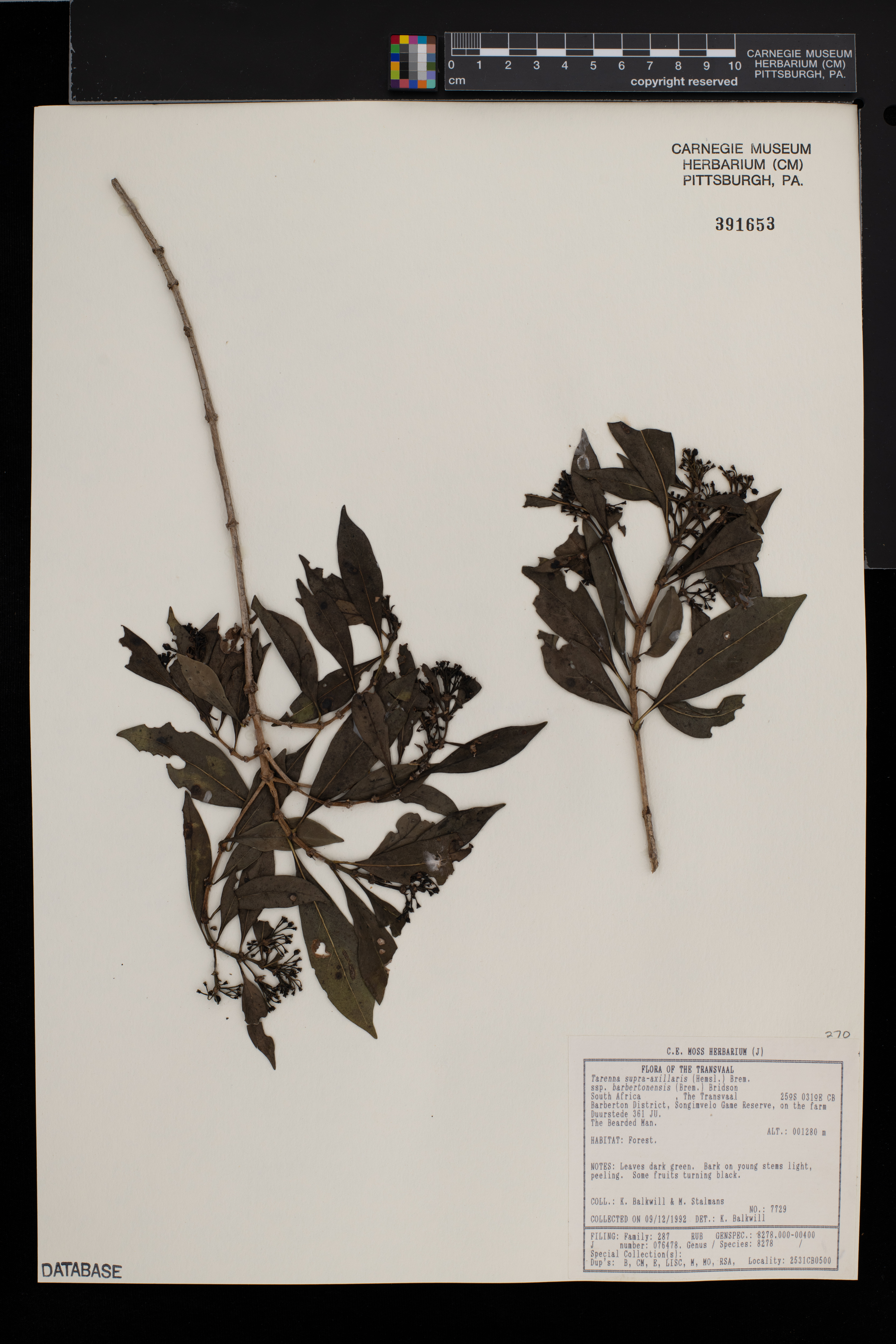 Coptosperma supra-axillare image