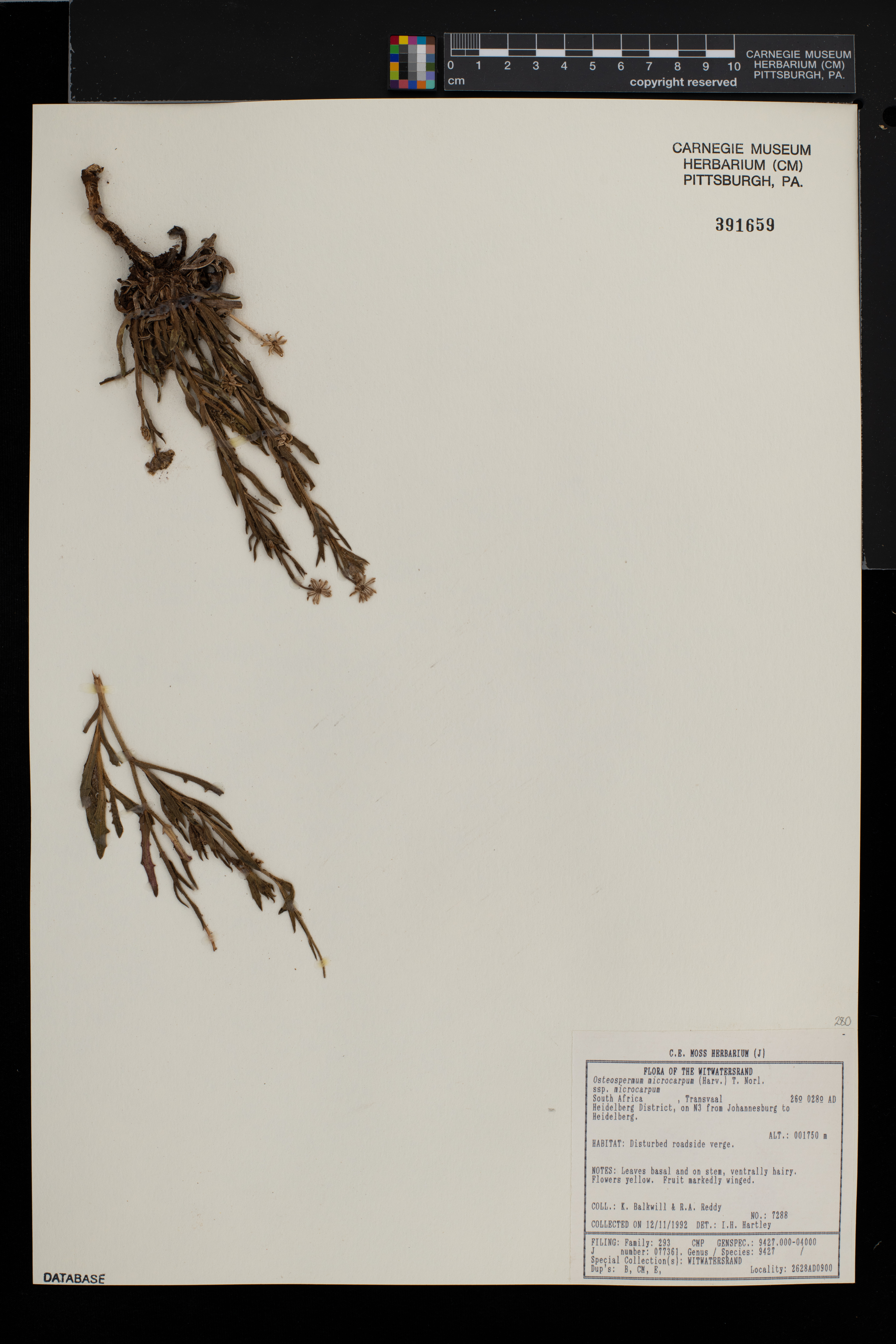 Osteospermum microcarpum image
