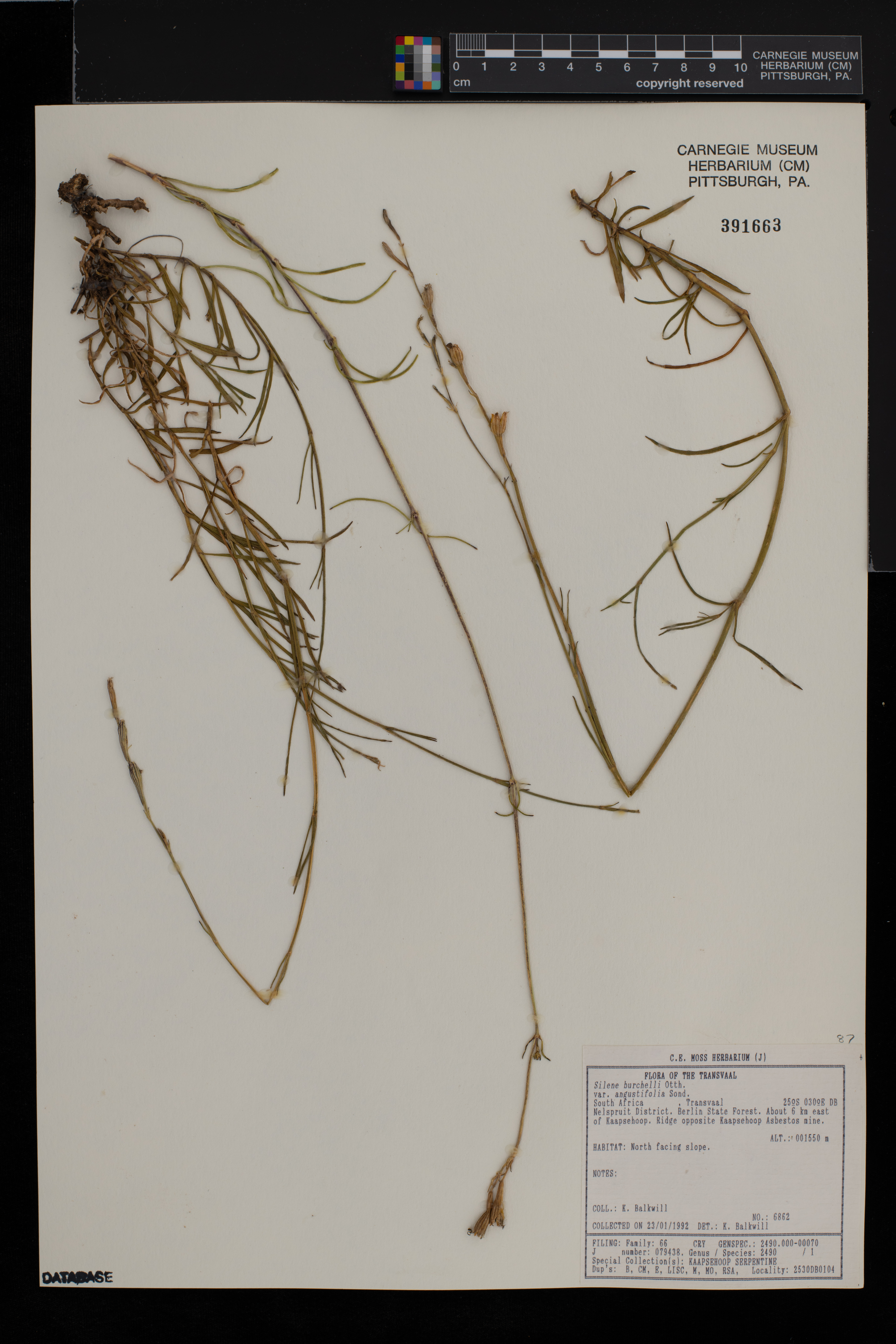 Silene burchellii var. angustifolia image