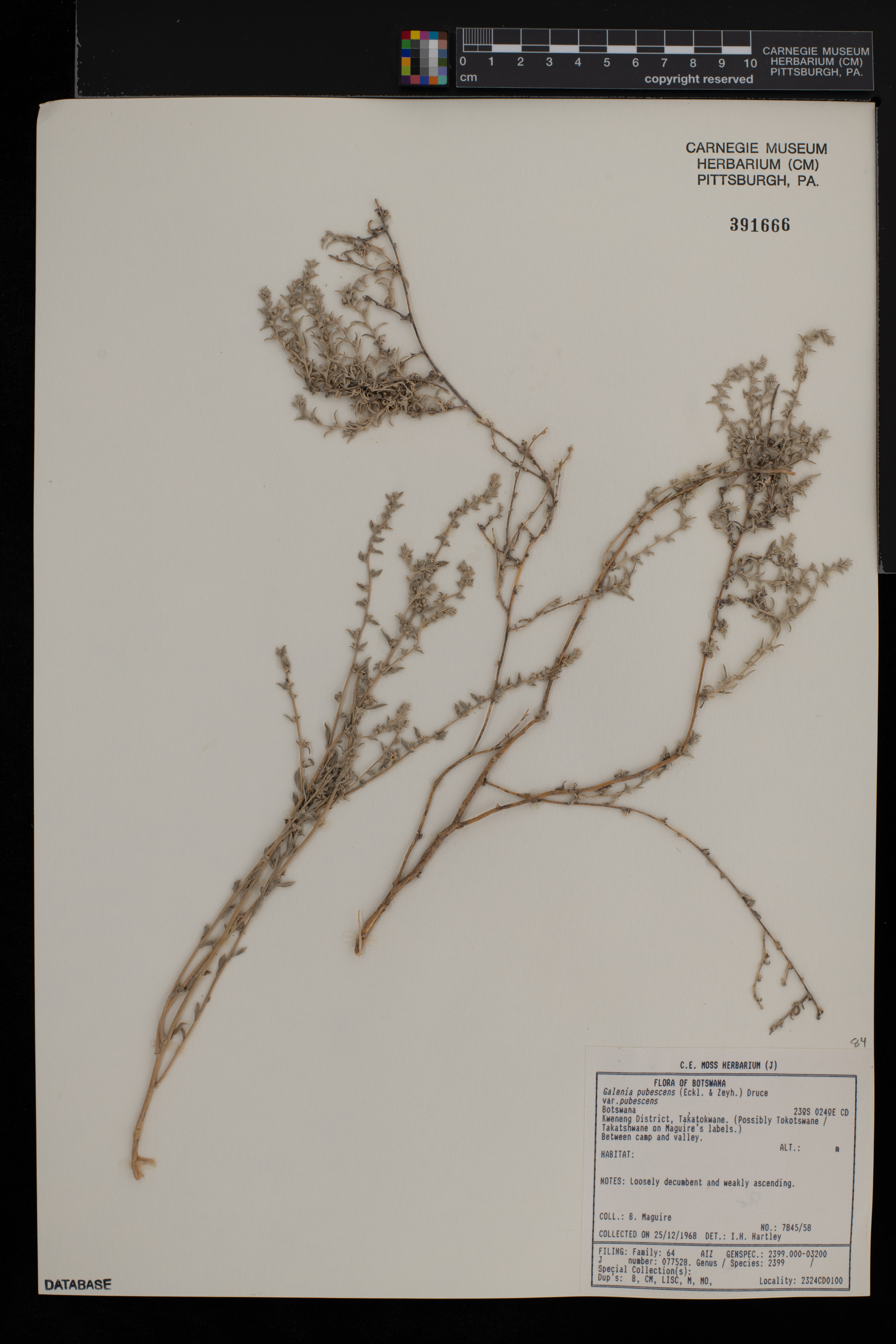 Galenia pubescens image