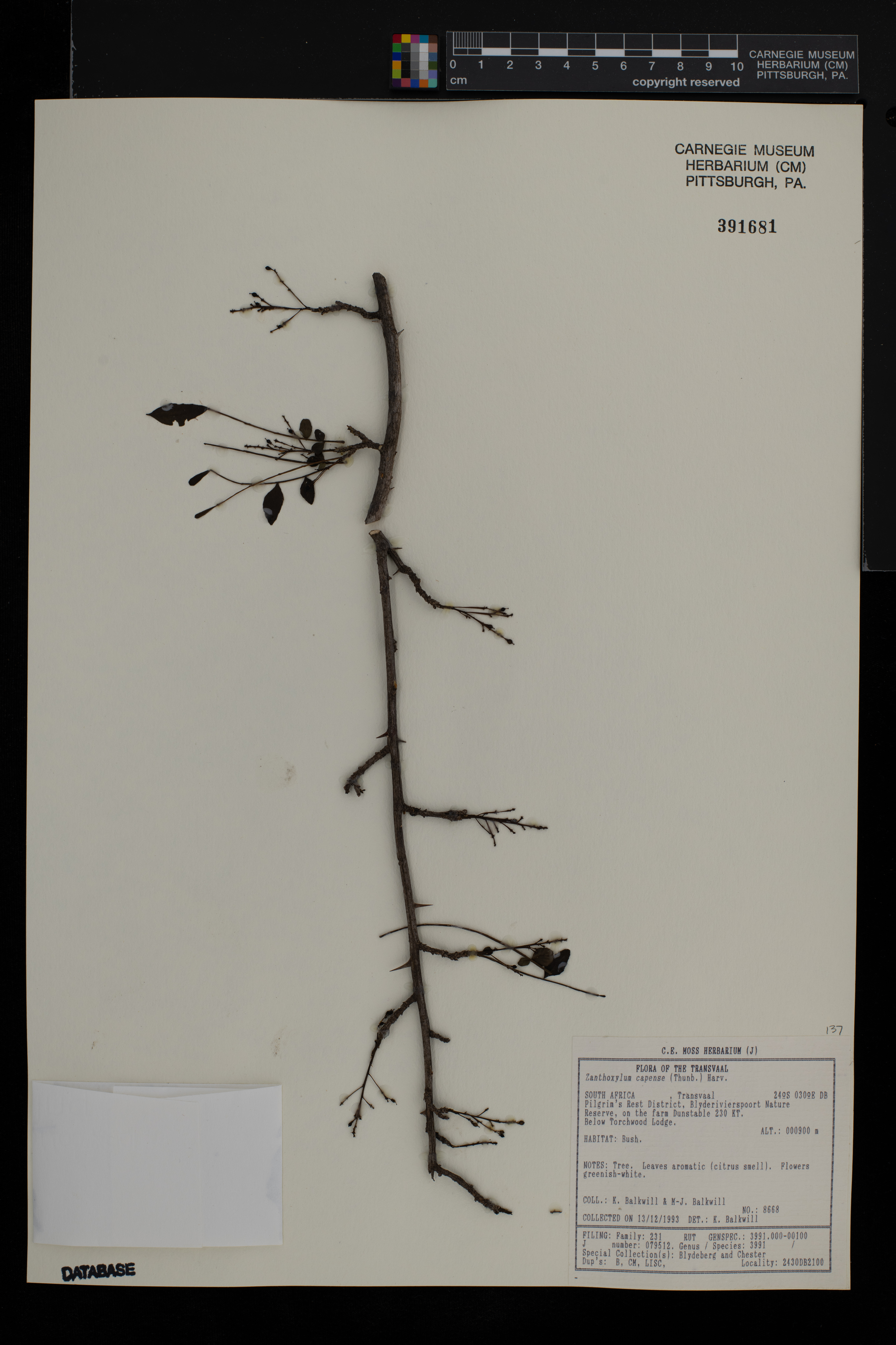 Zanthoxylum capense image