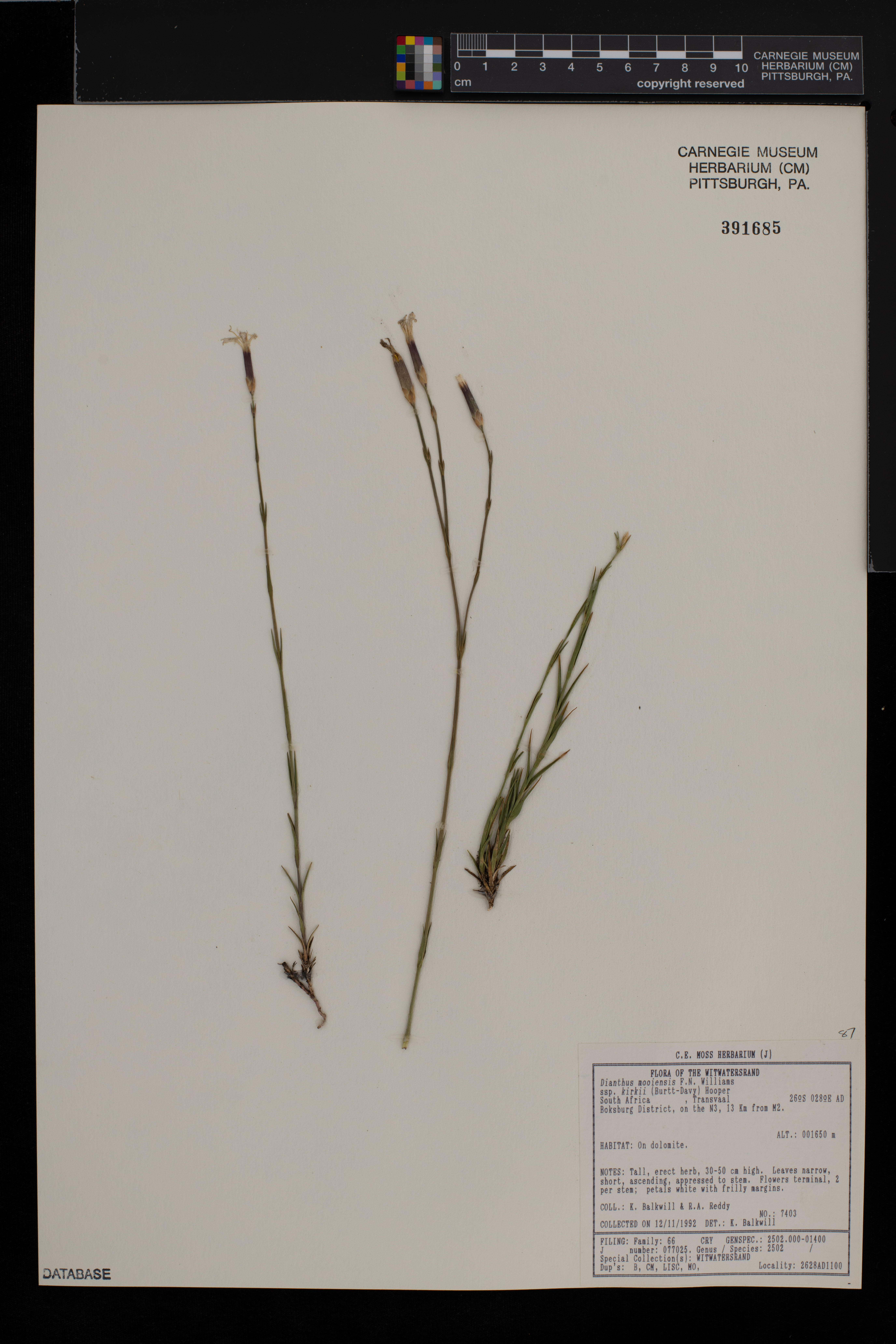 Dianthus mooiensis image