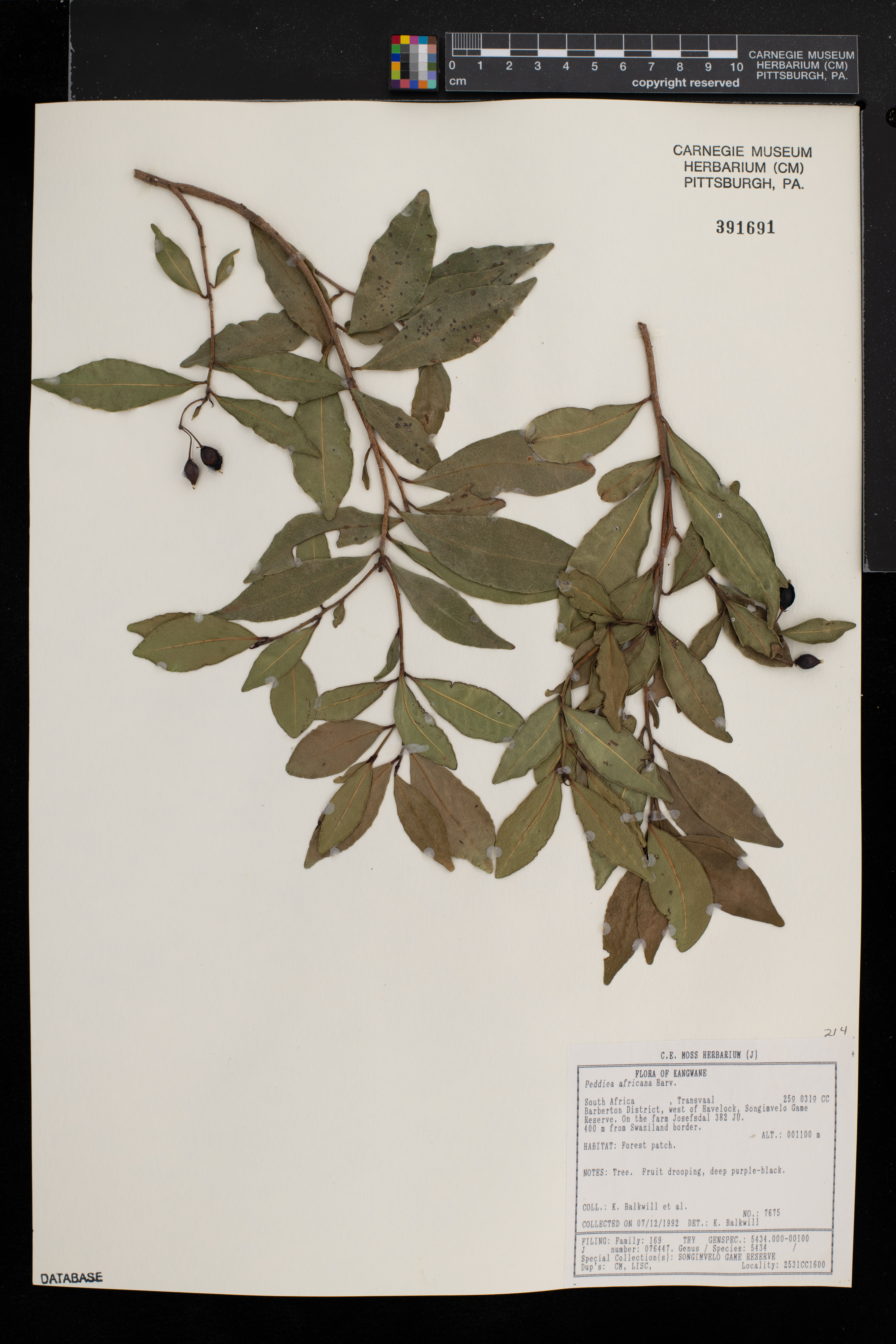 Peddiea africana image