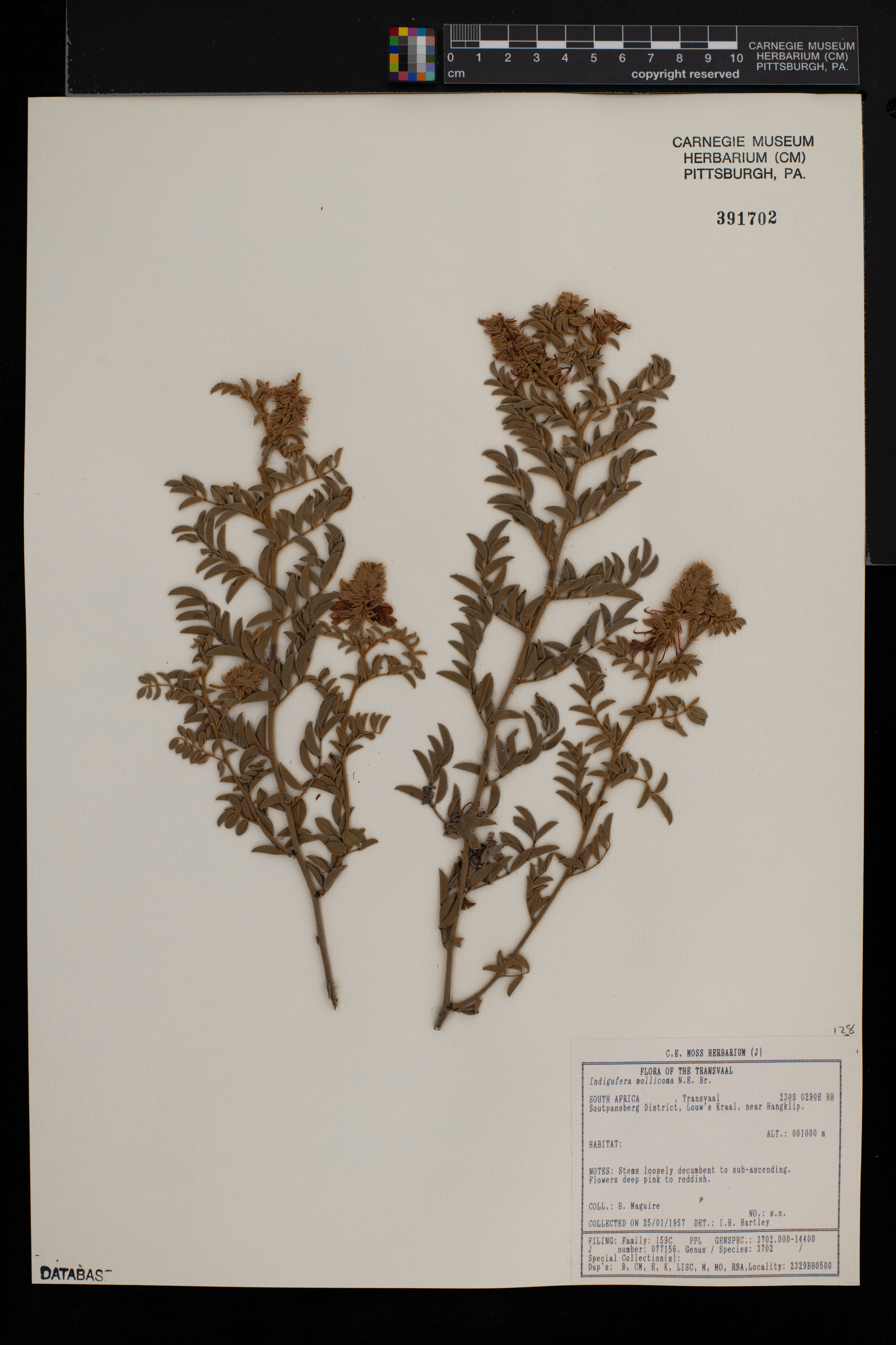 Indigofera mollicoma image