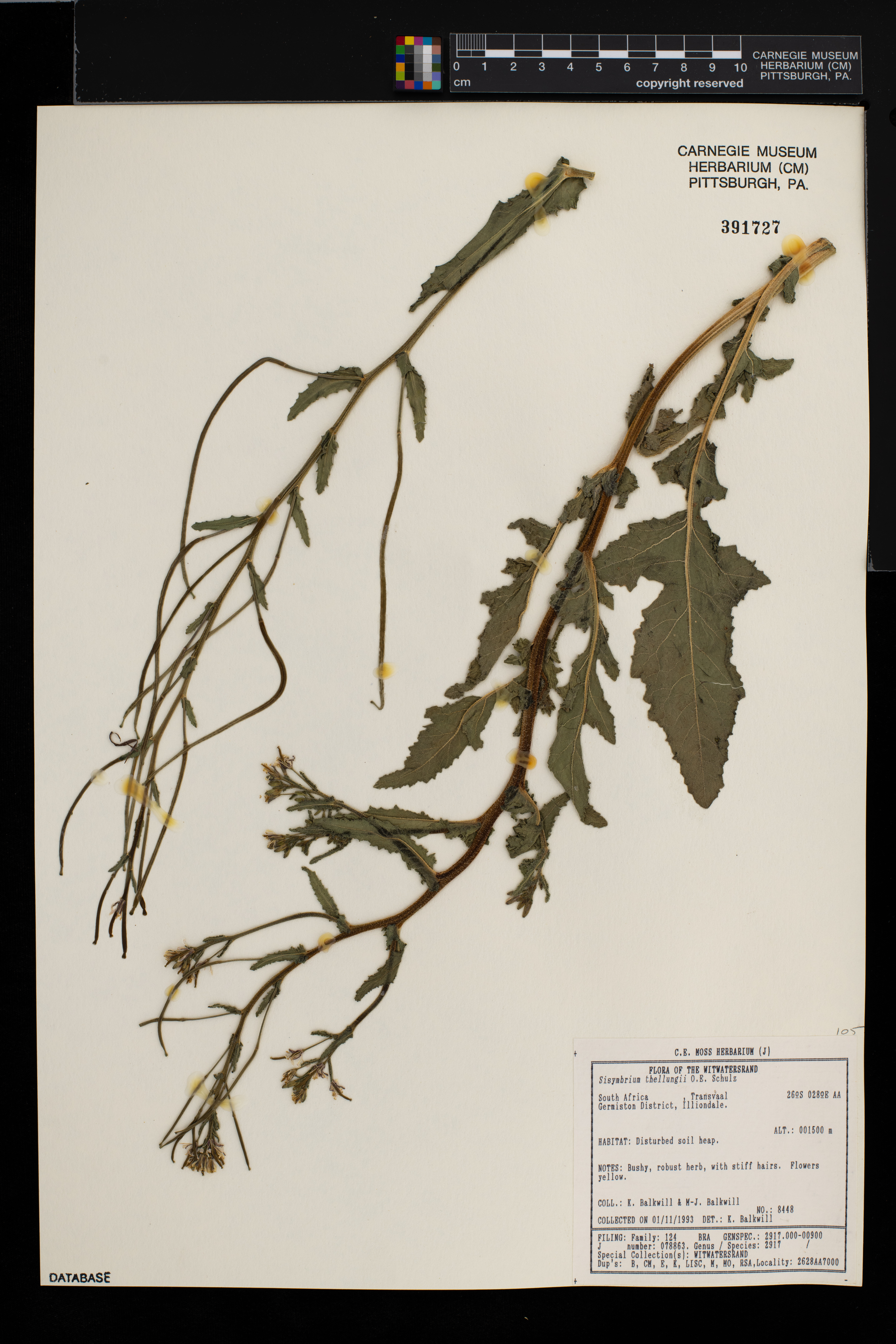 Erucastrum austroafricanum image
