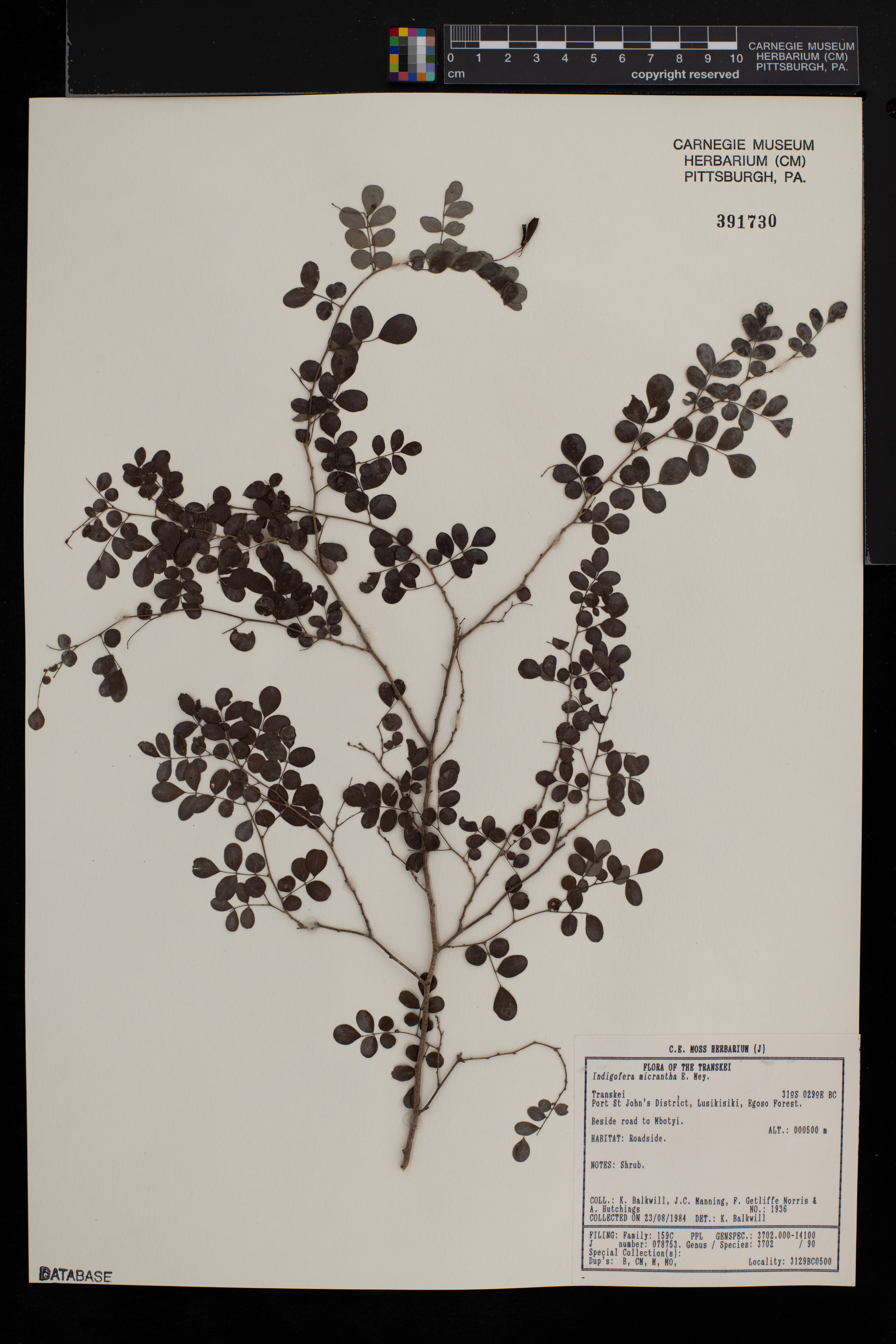 Indigofera micrantha image