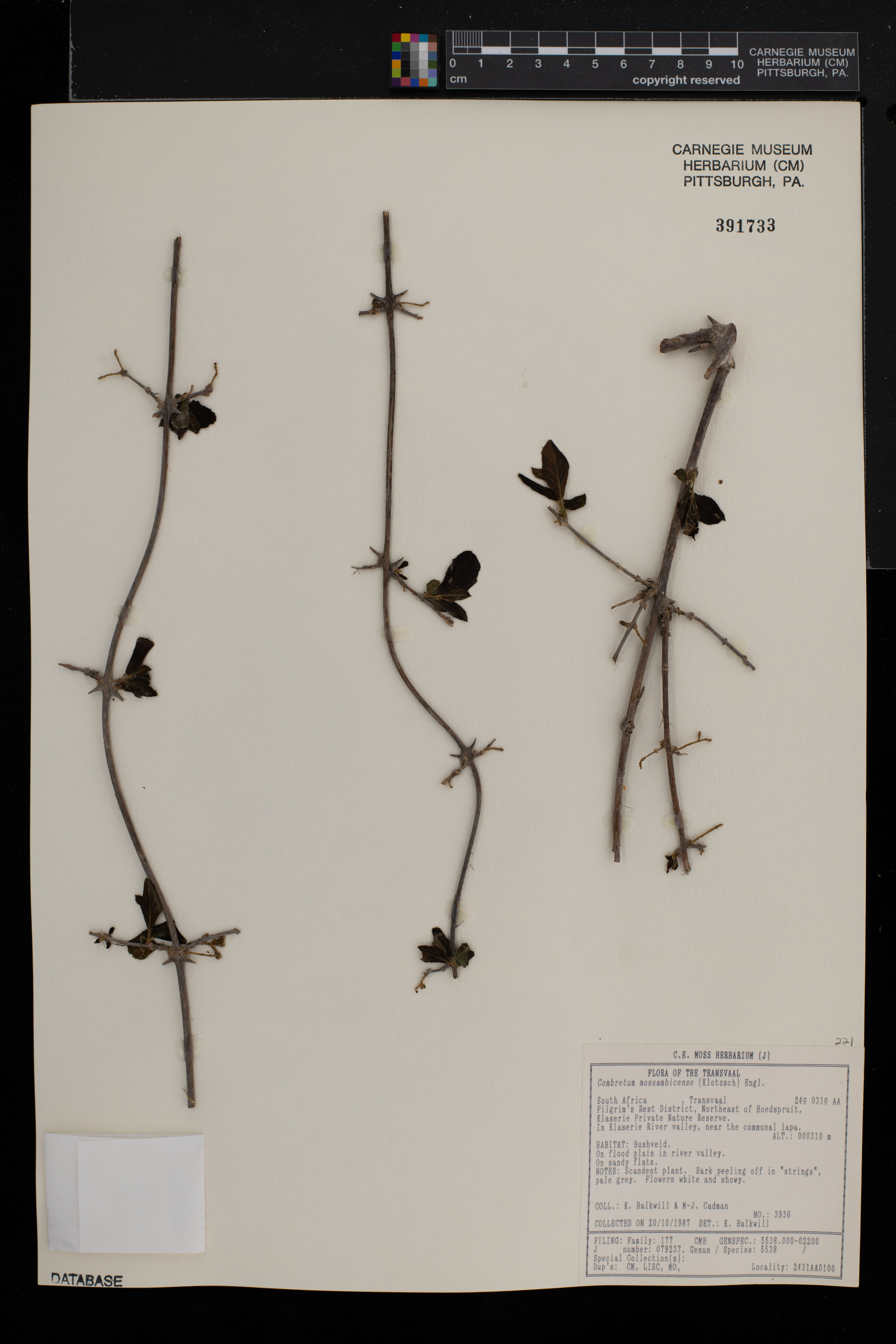 Combretum mossambicense image