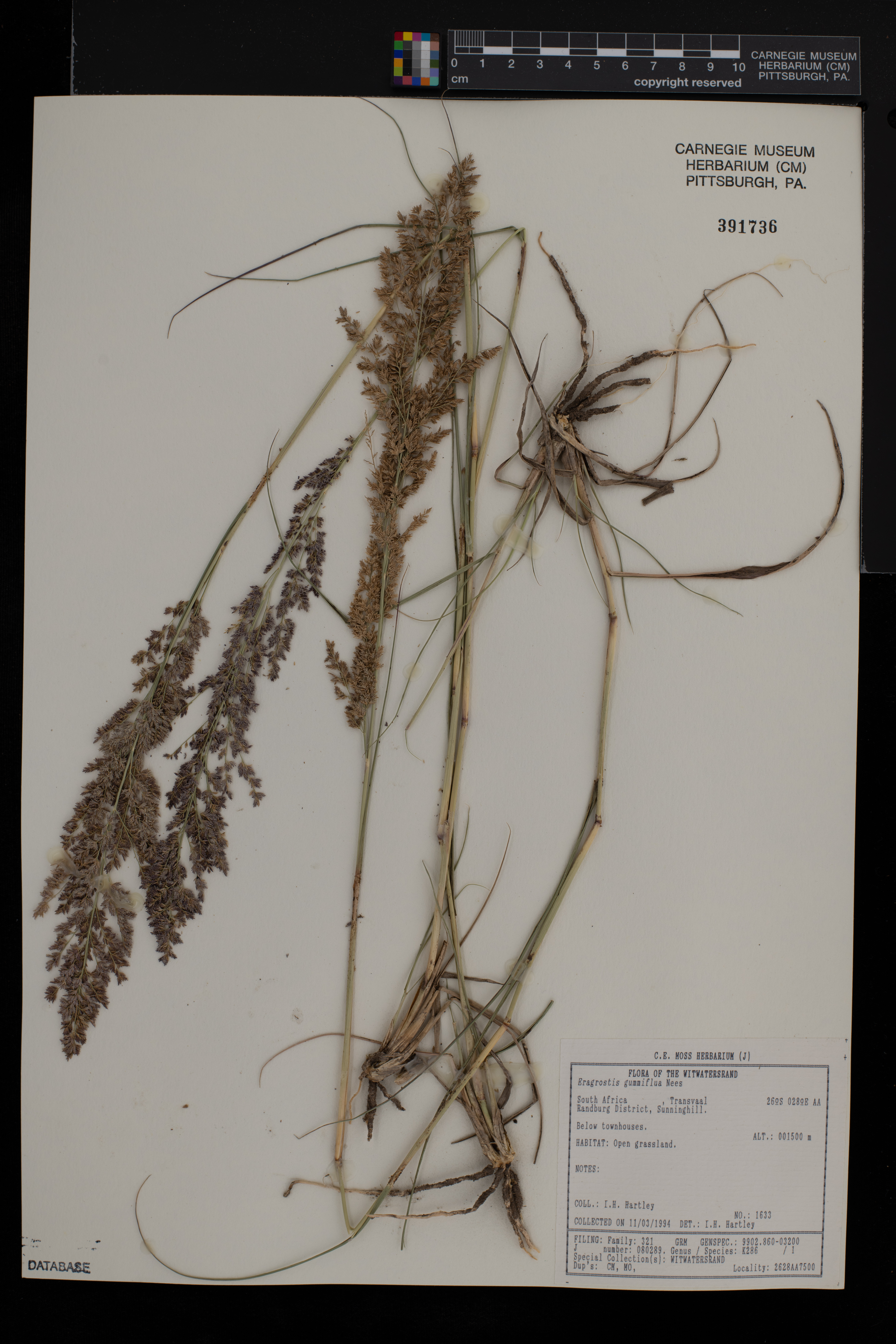 Eragrostis gummiflua image