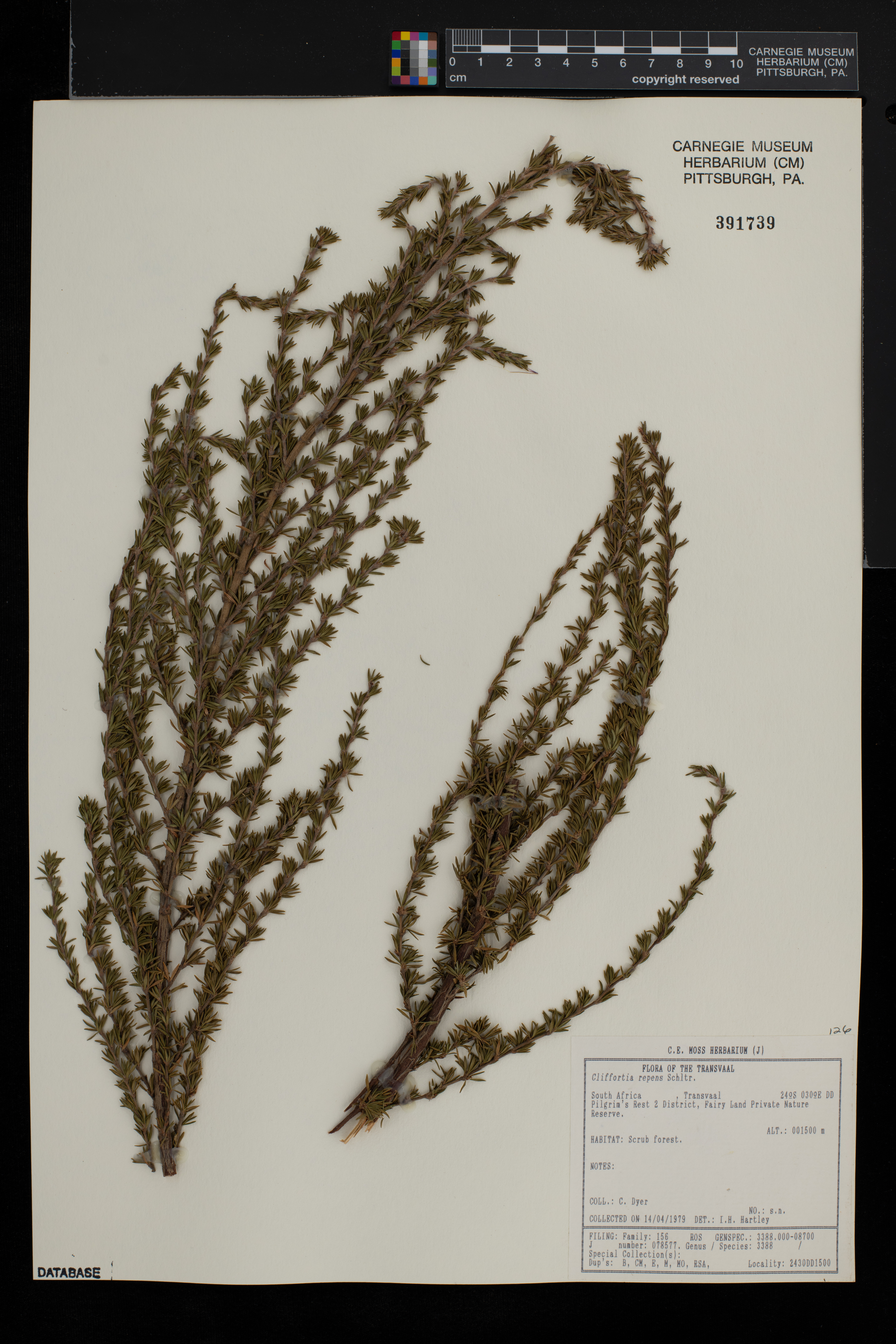 Cliffortia repens image