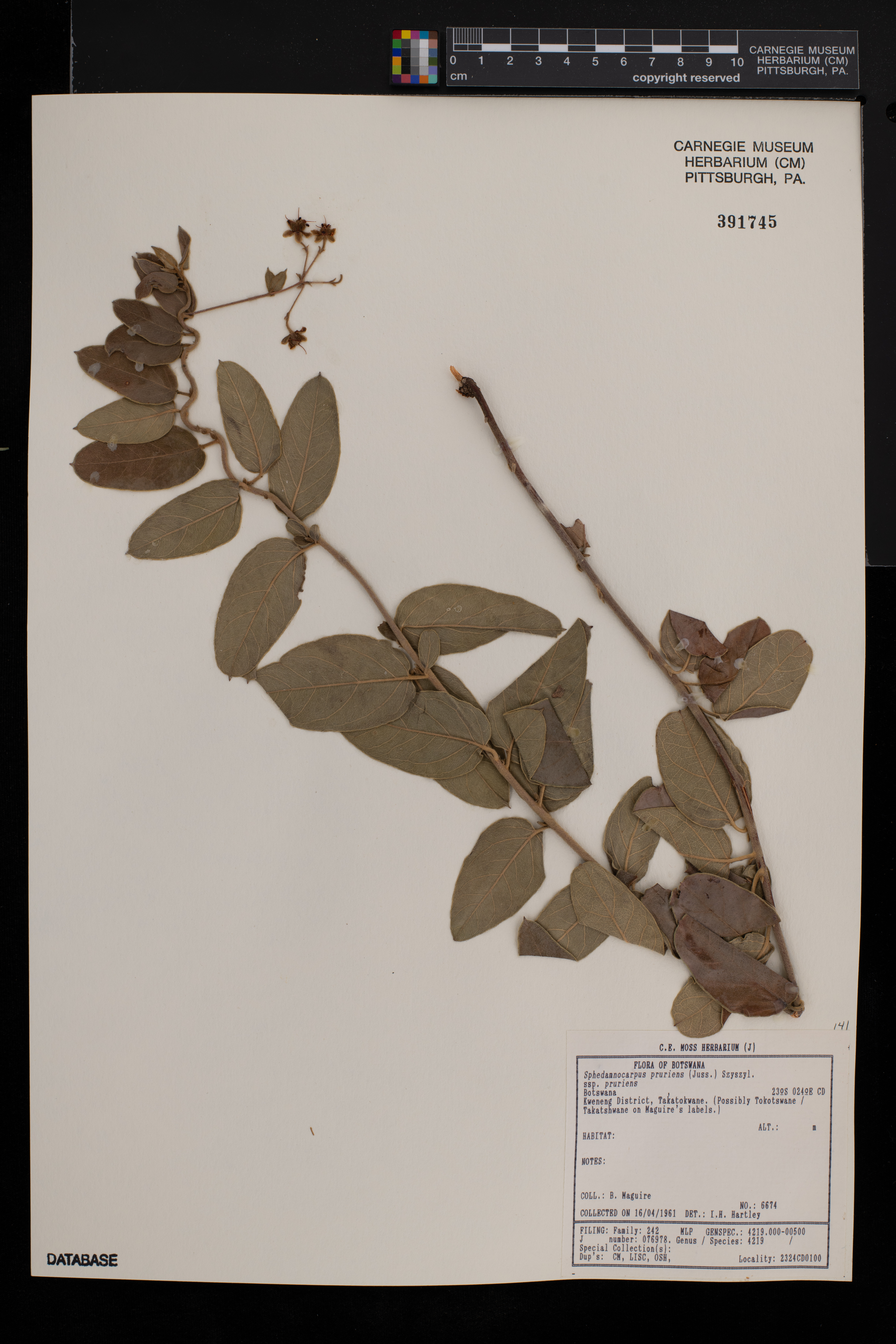 Sphedamnocarpus image