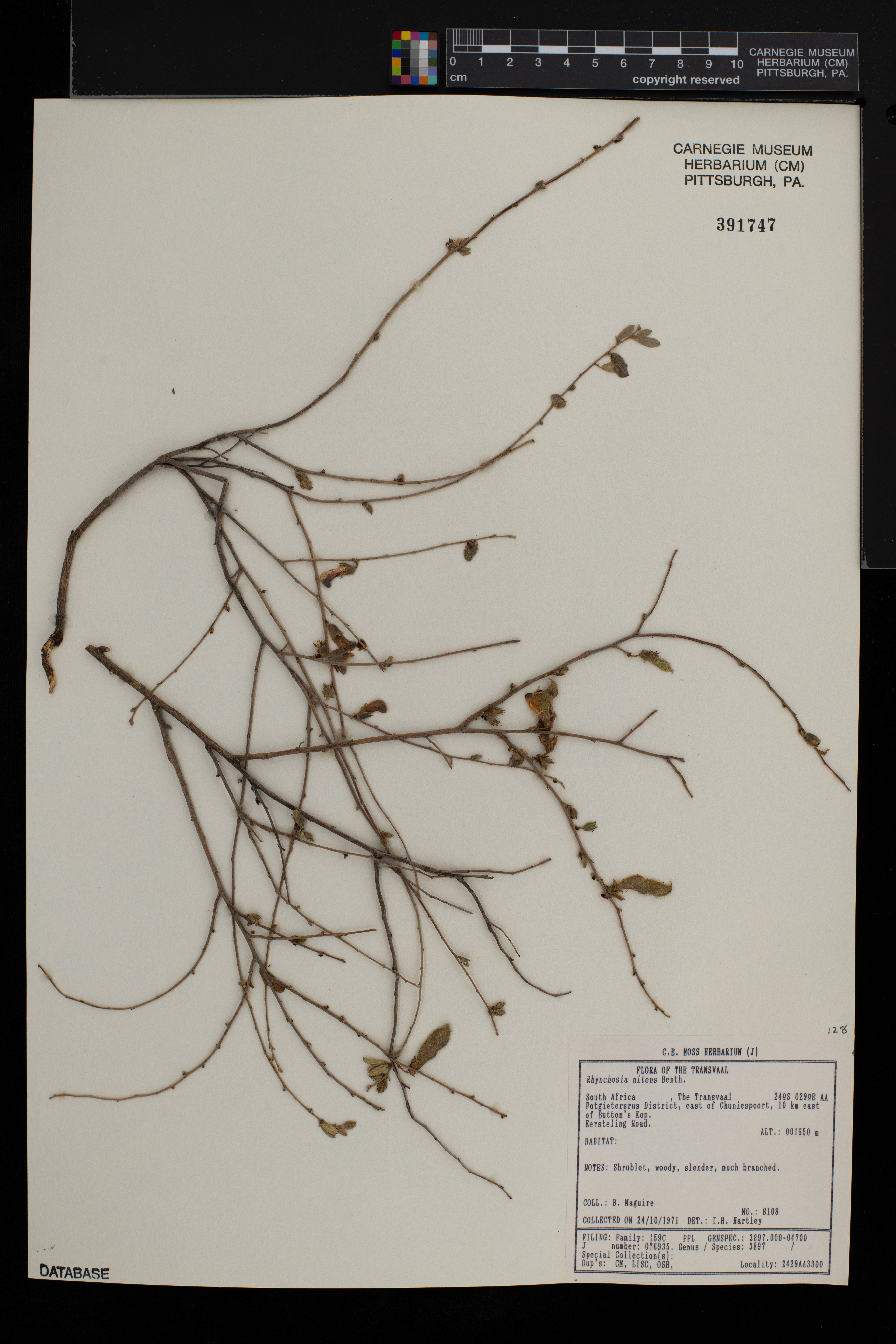Rhynchosia nitens image