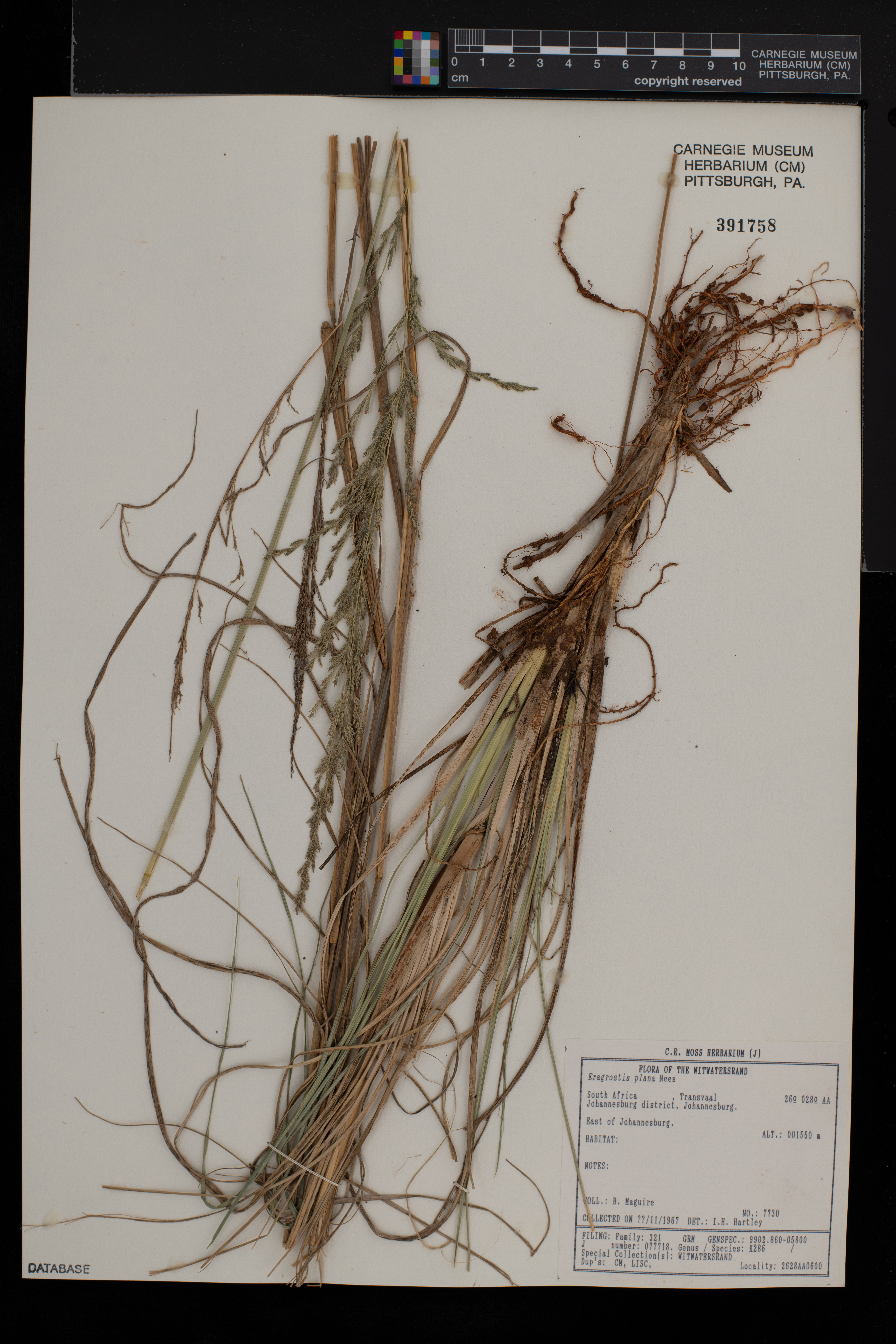 Eragrostis plana image