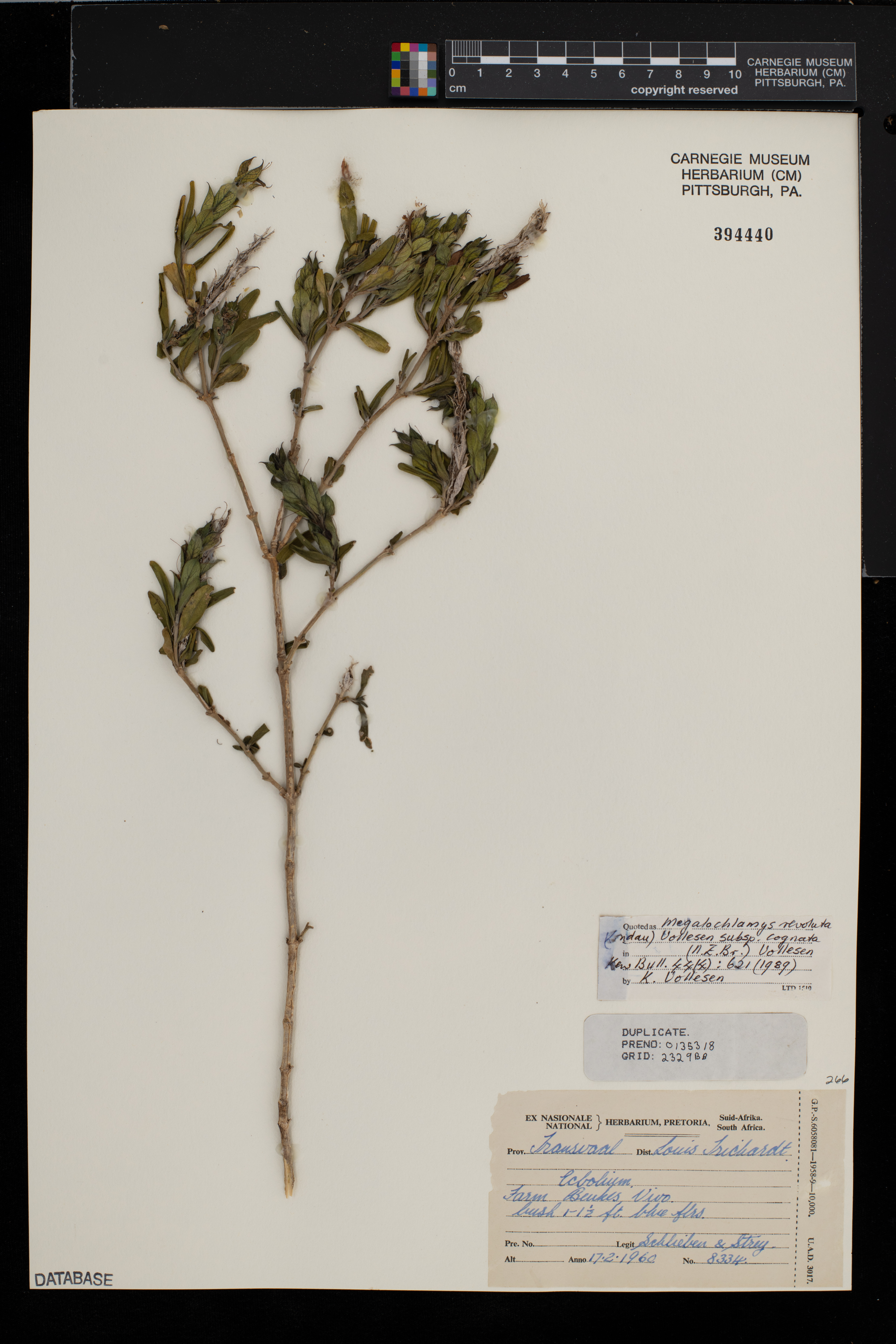 Megalochlamys revoluta subsp. cognata image