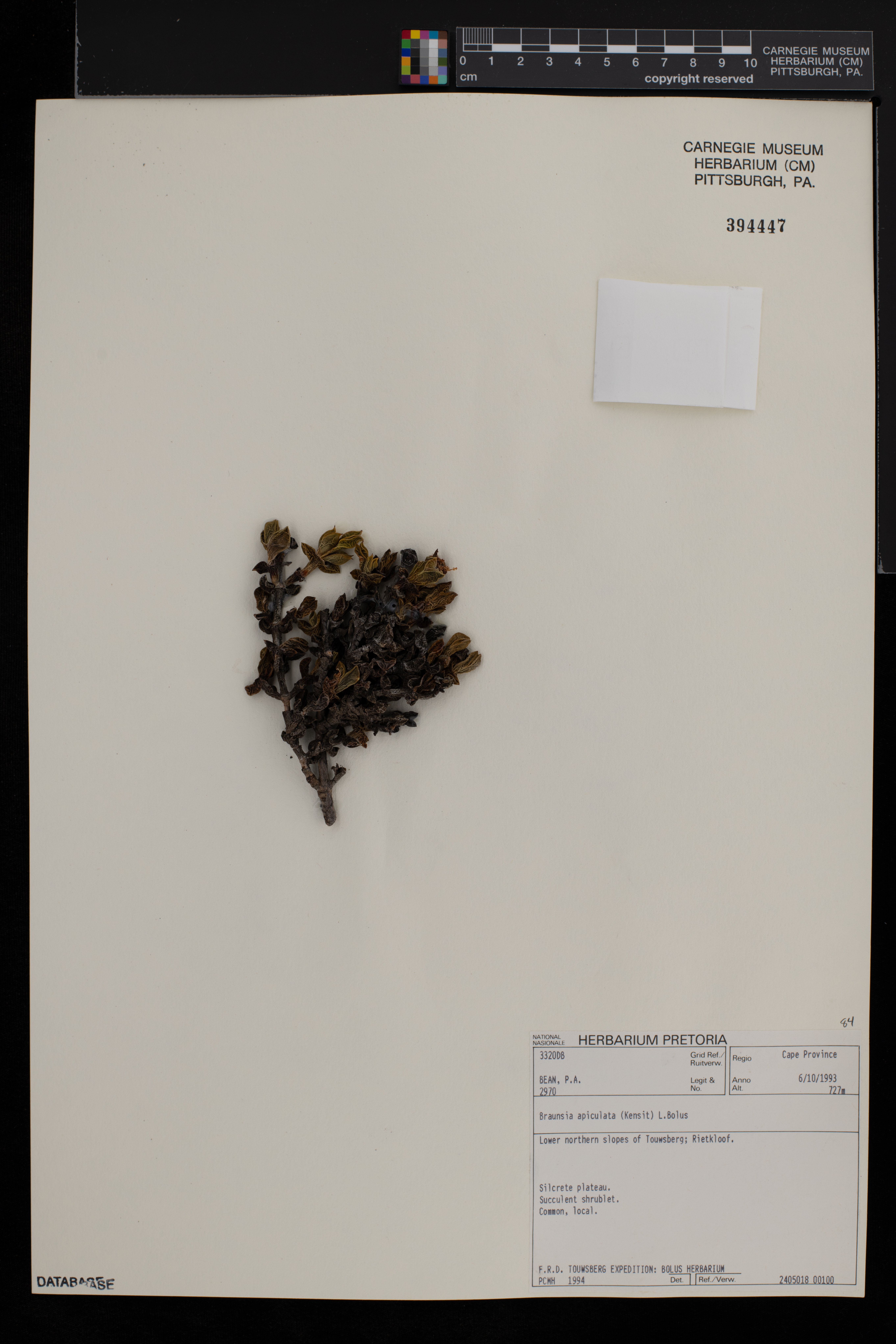 Braunsia apiculata image