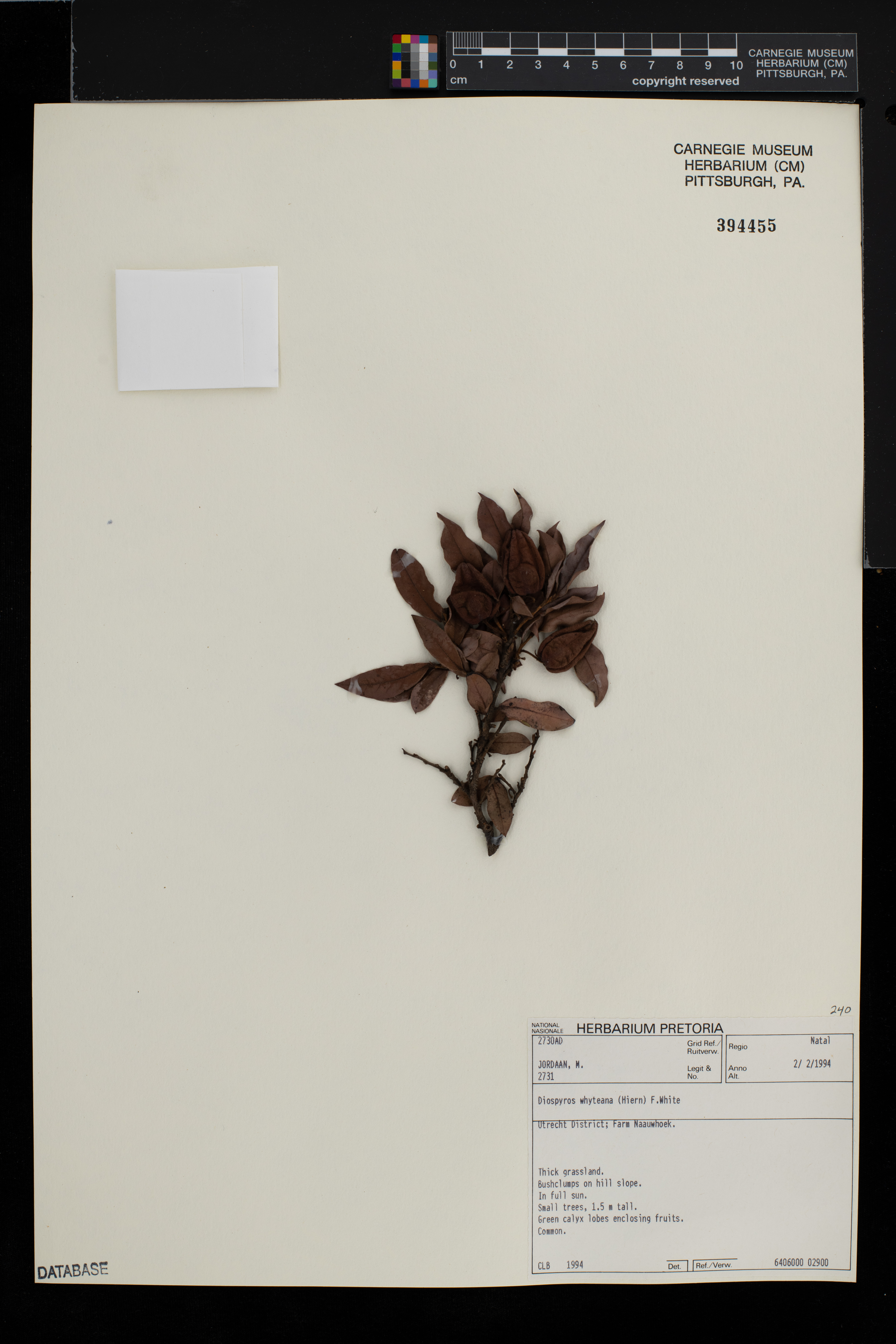 Diospyros whyteana image
