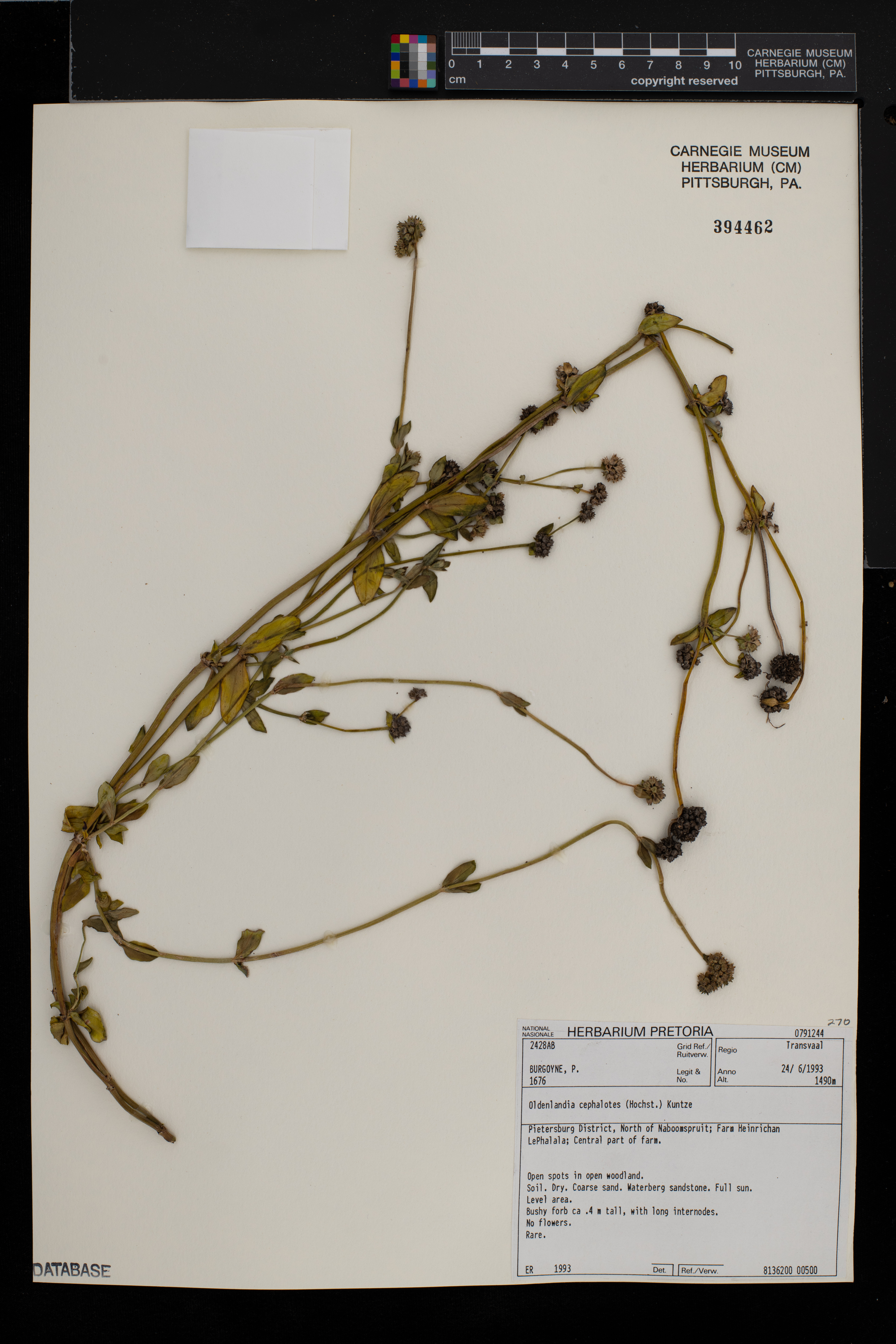 Edrastima cephalotes image