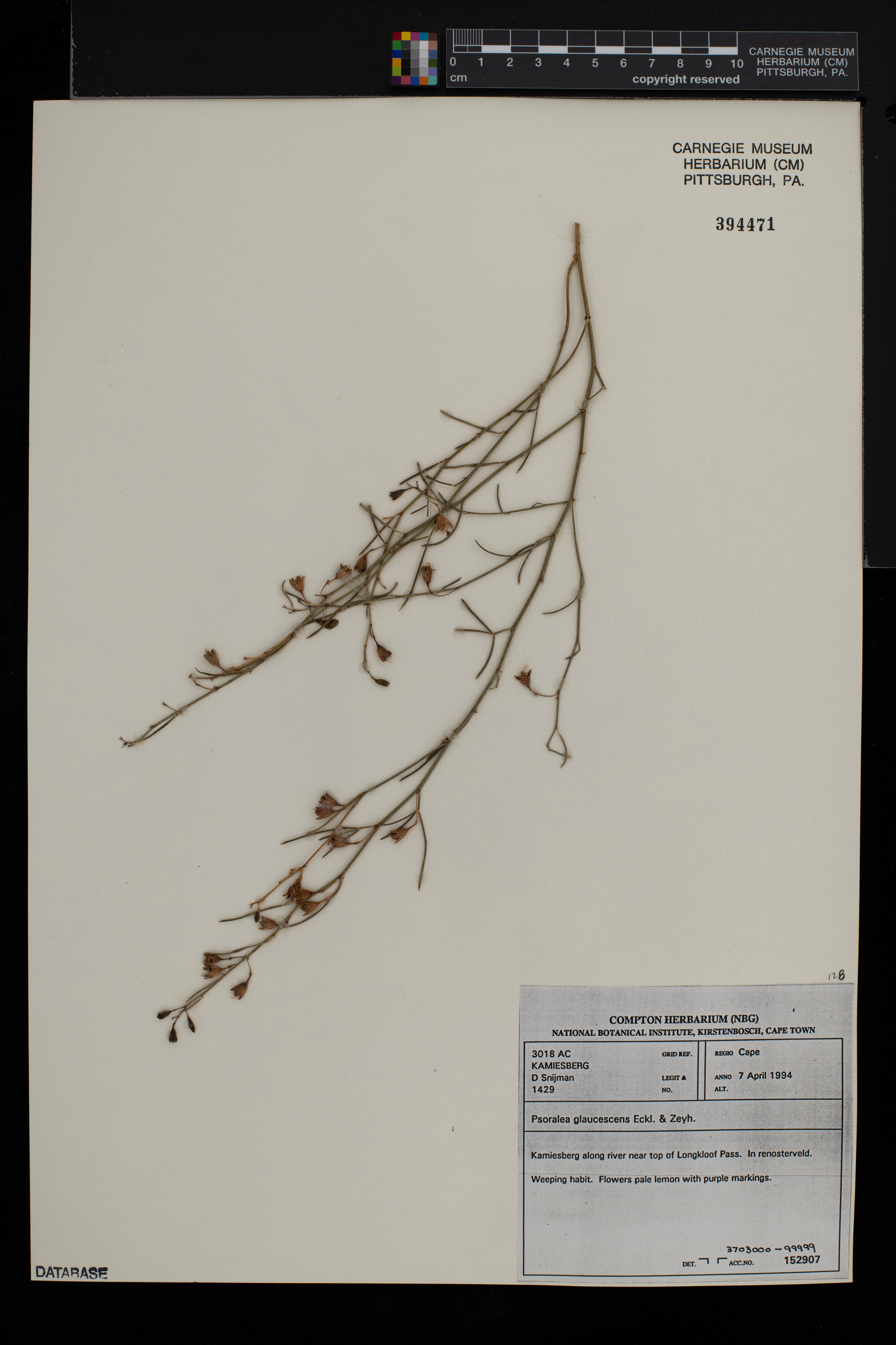 Psoralea glaucescens image