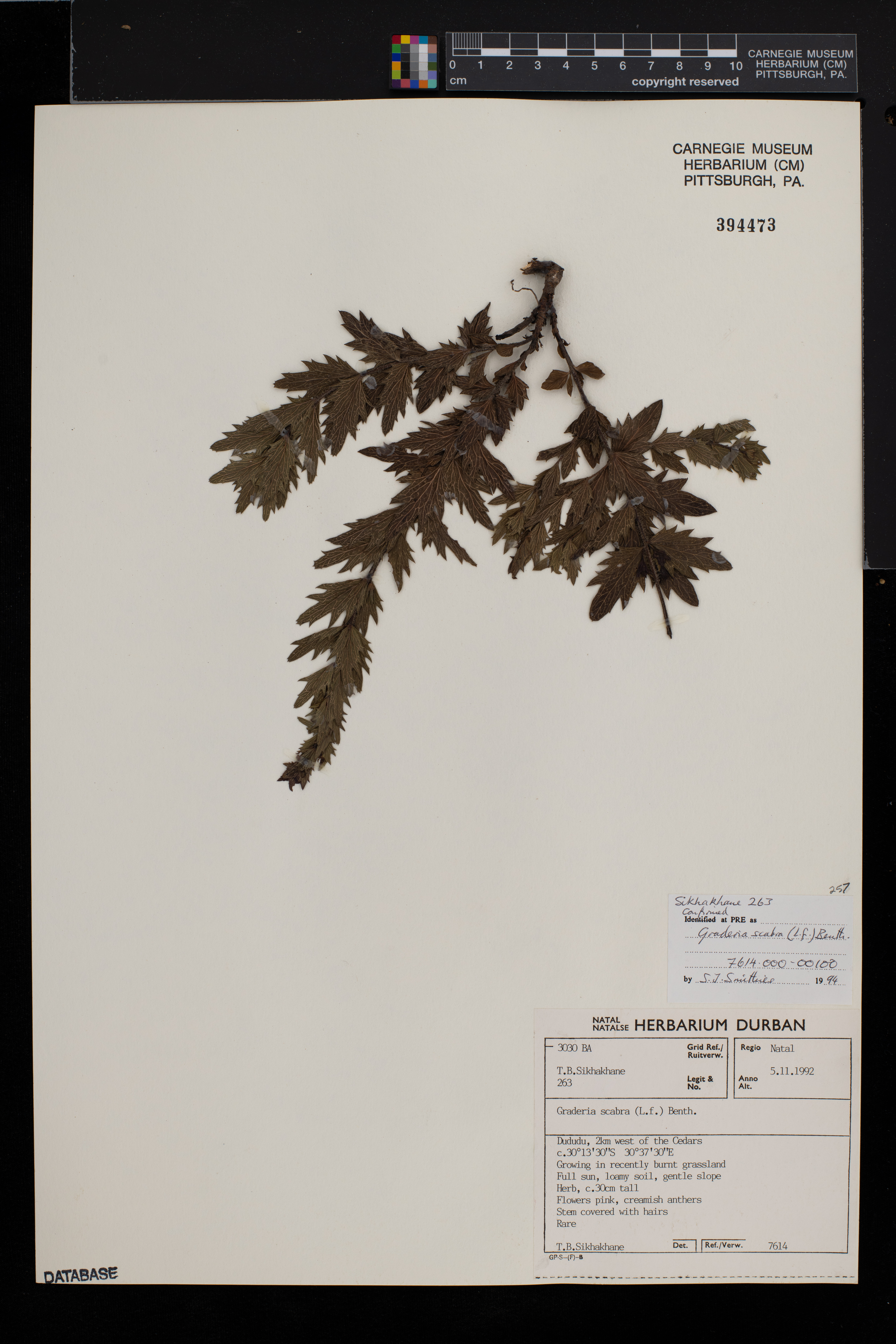 Graderia scabra image