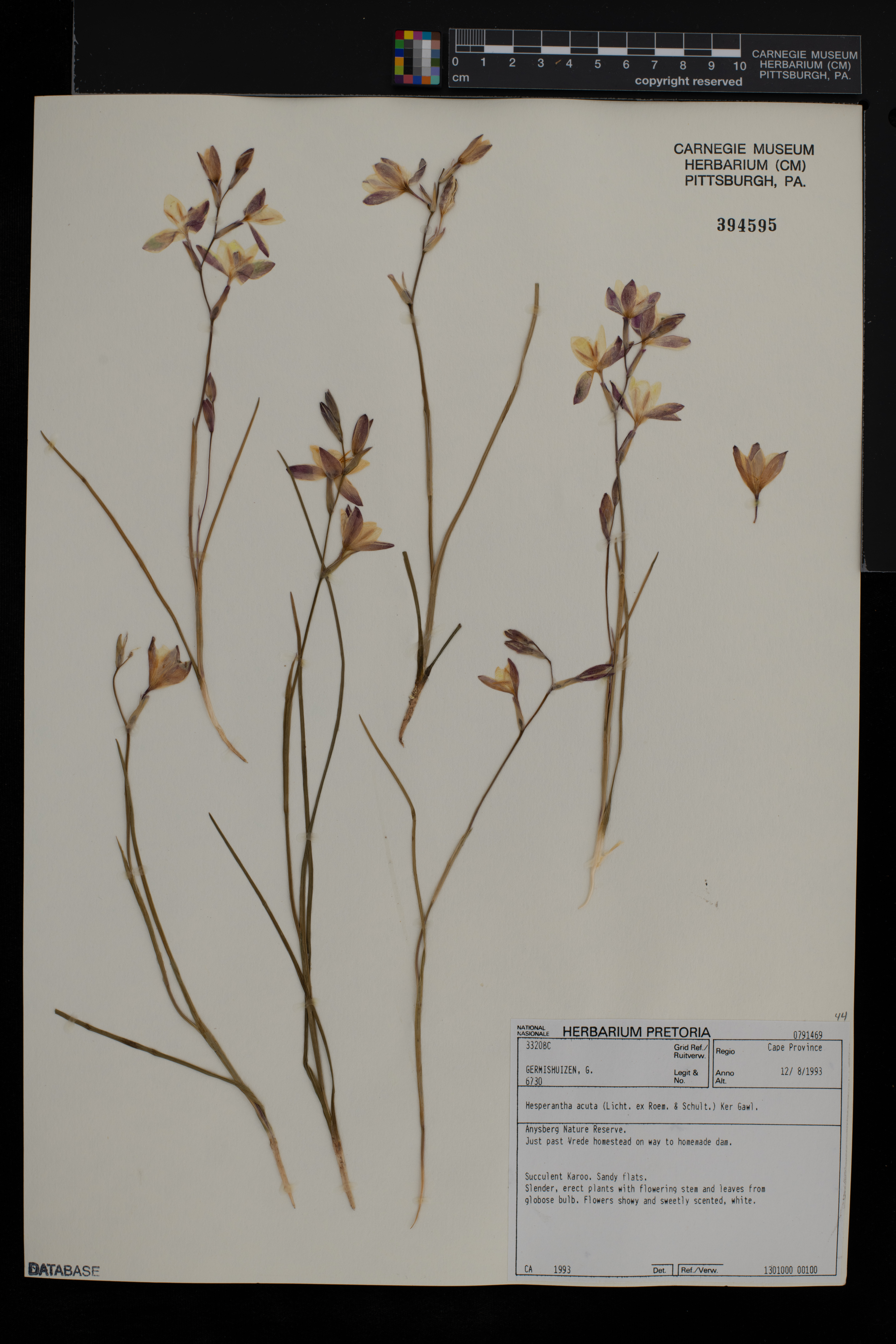 Hesperantha acuta image