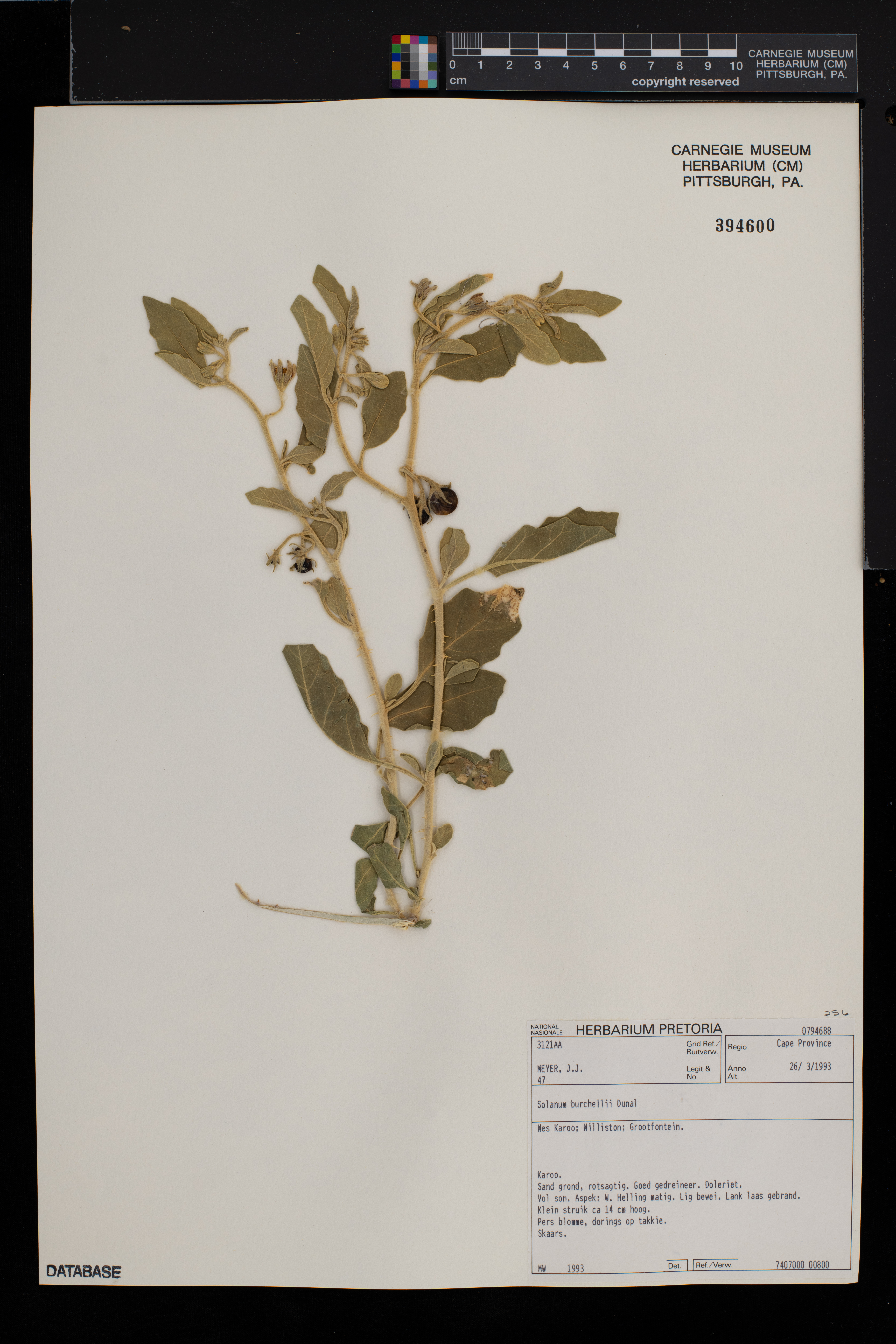 Solanum burchellii image