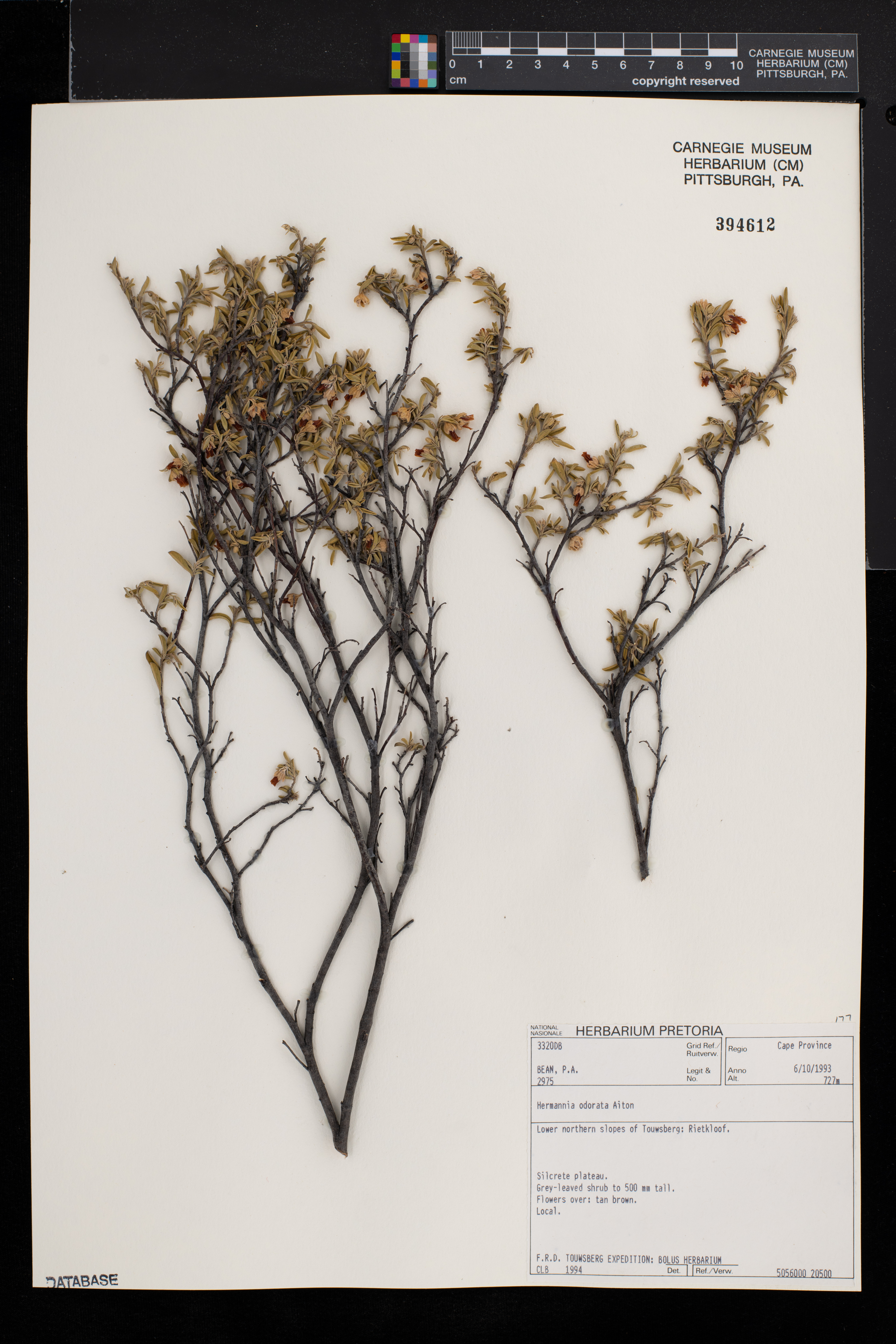 Hermannia odorata image