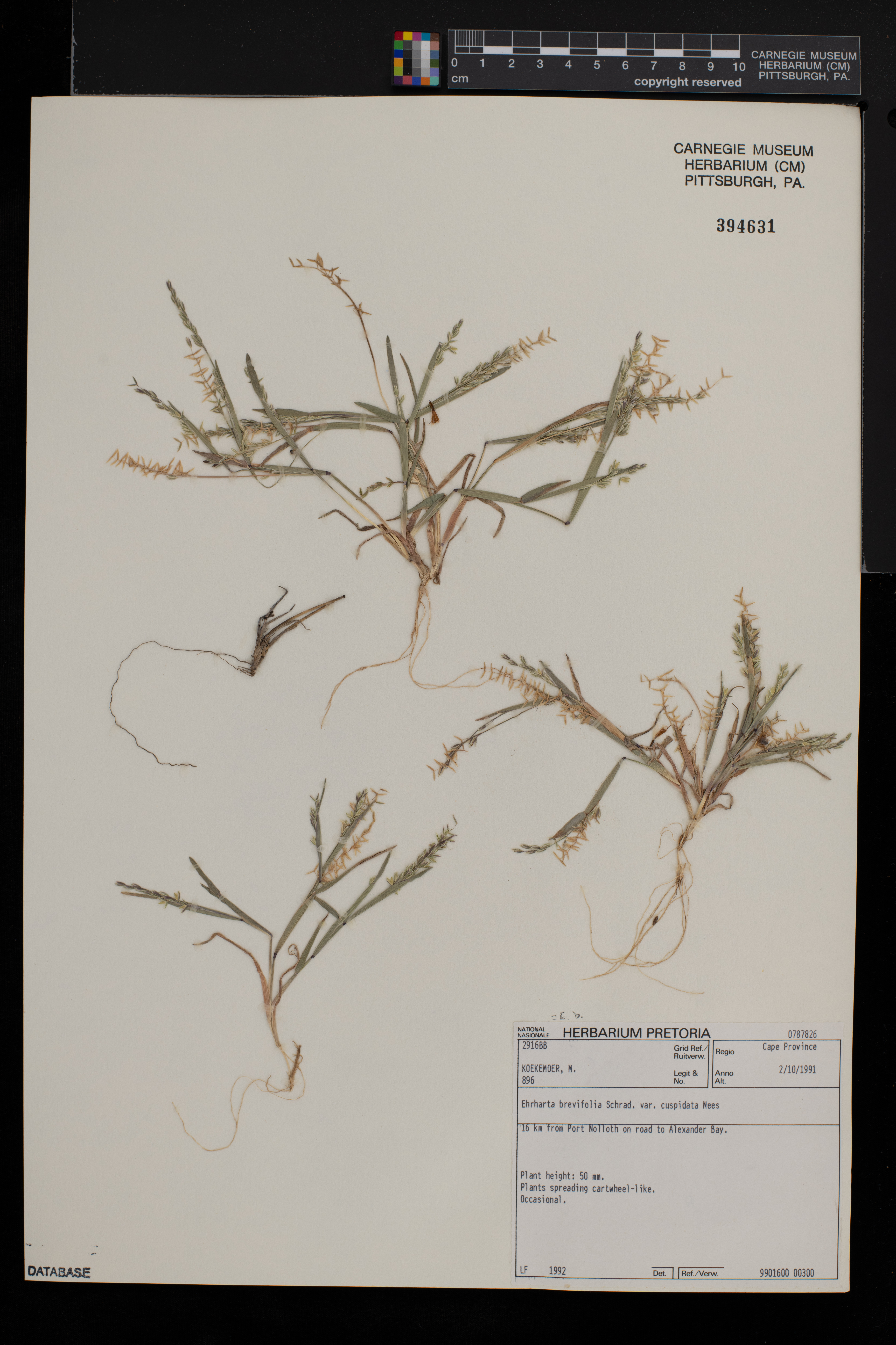 Ehrharta brevifolia image