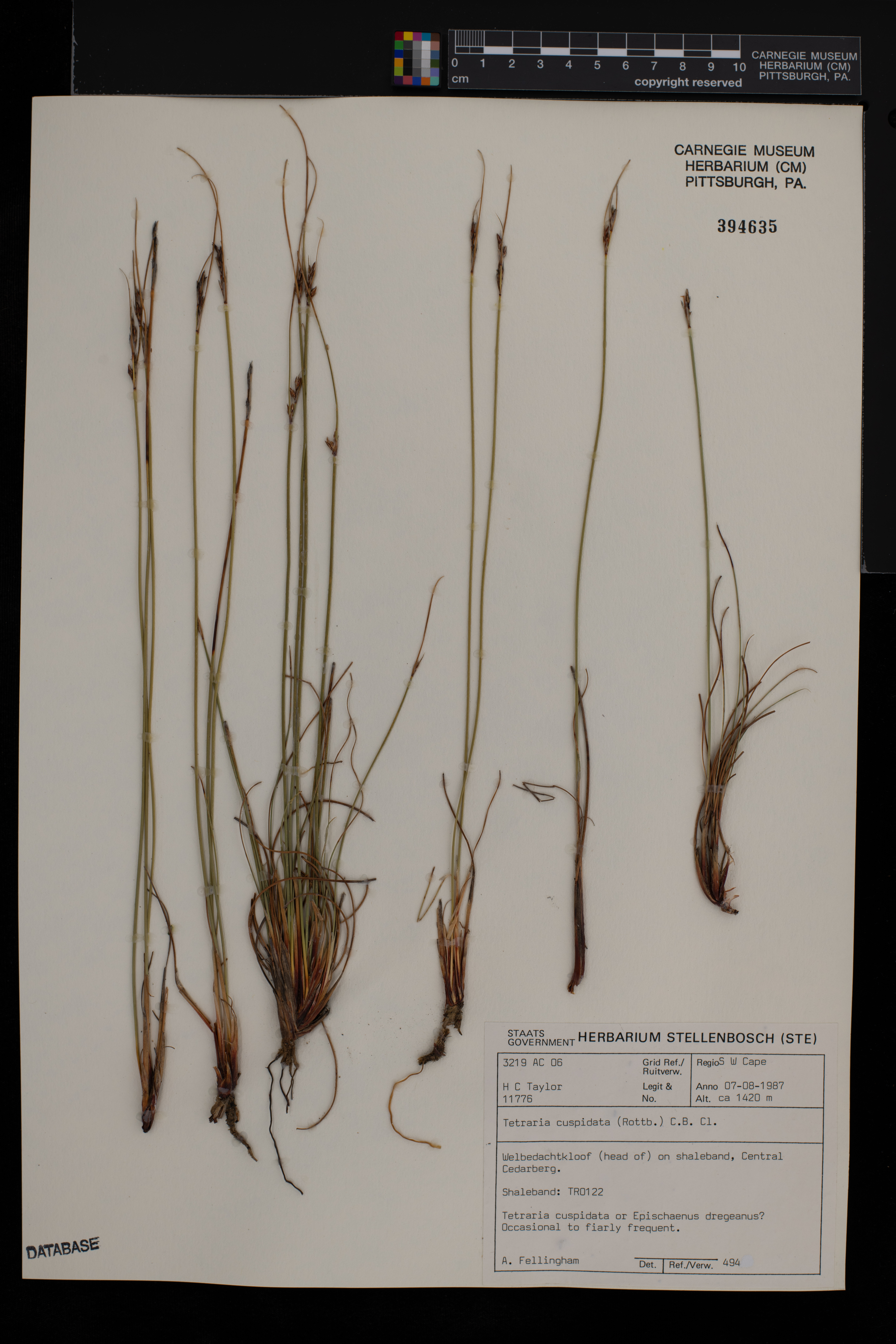 Schoenus cuspidatus image