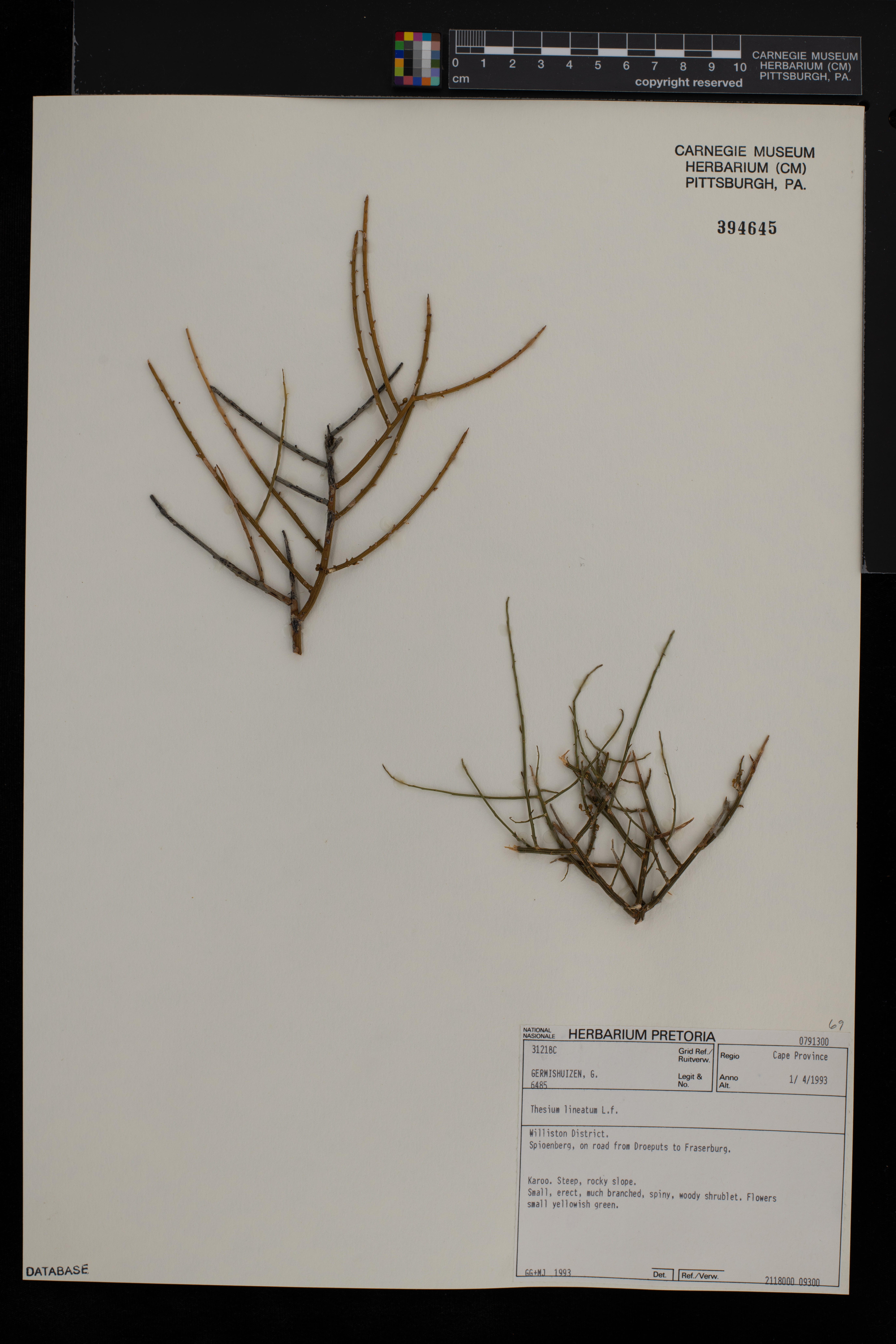 Lacomucinaea lineata image
