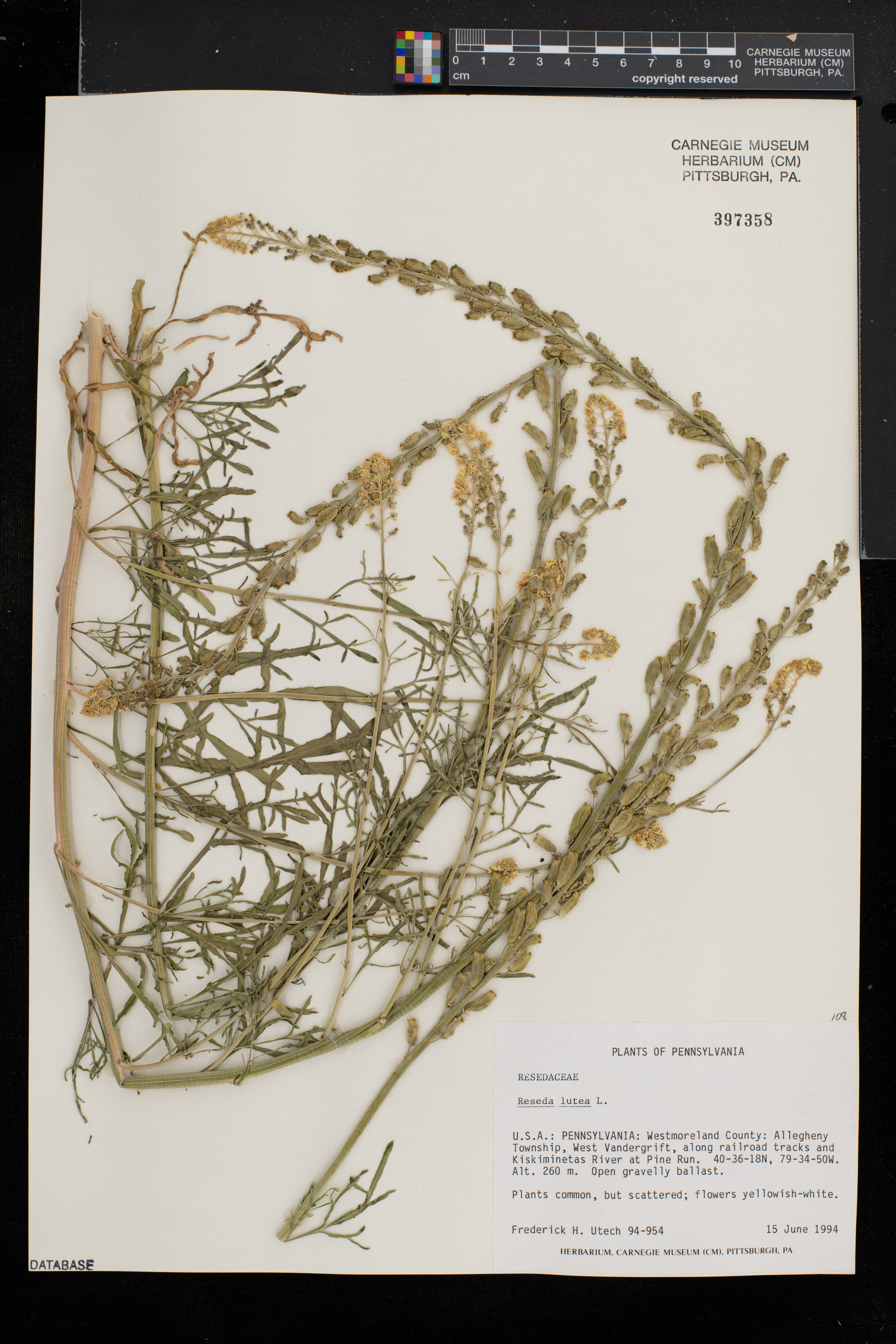 Reseda lutea image