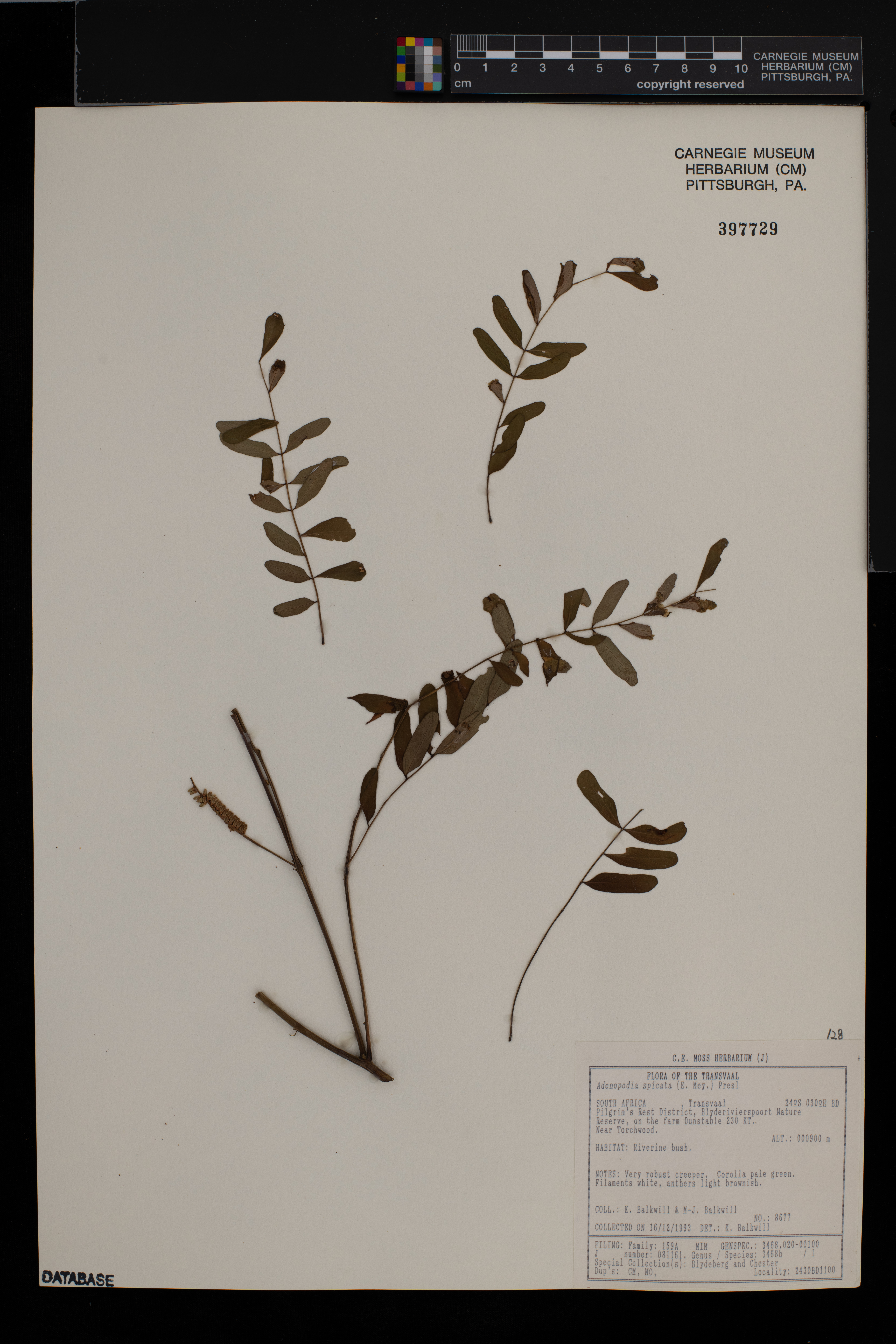 Adenopodia spicata image