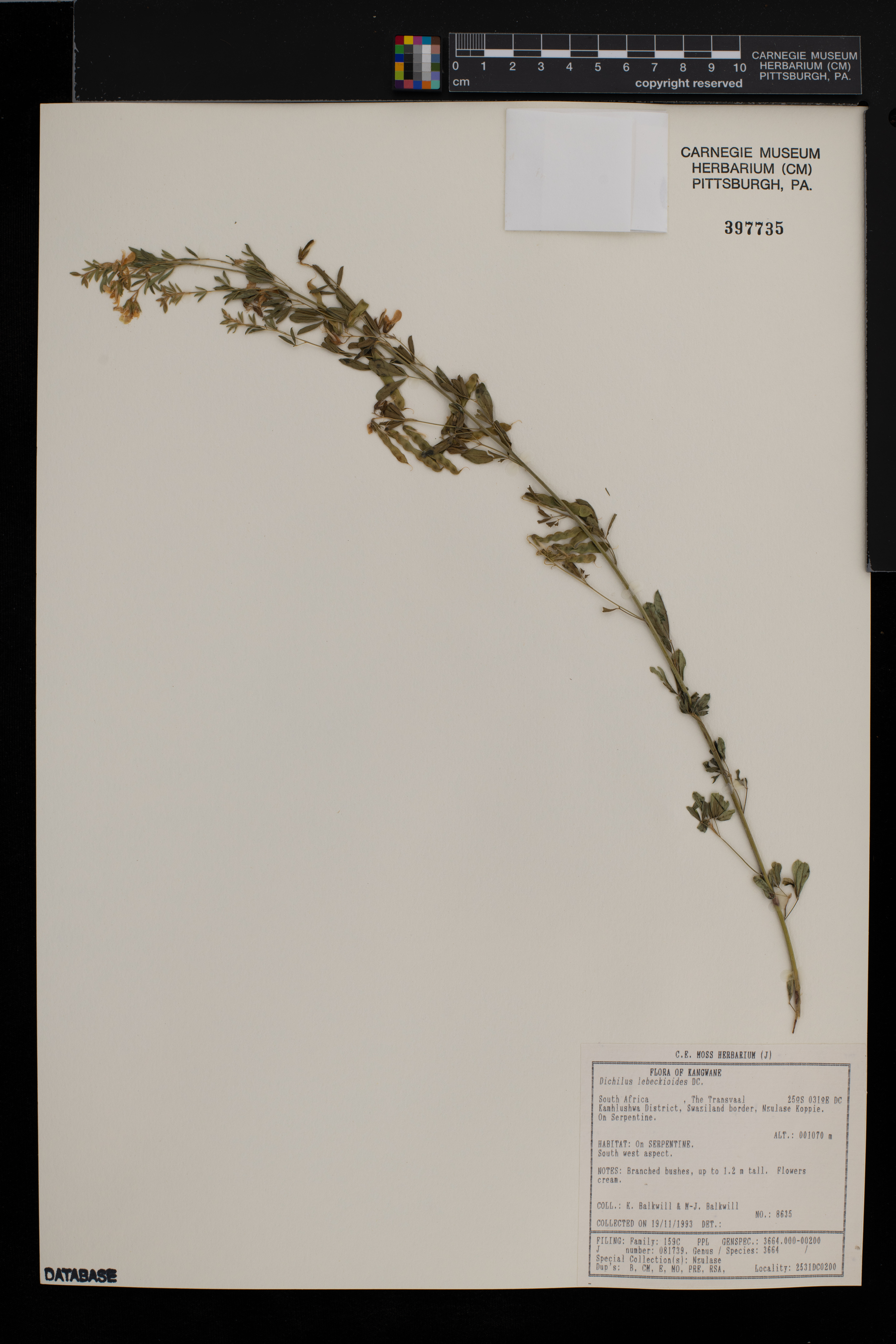 Dichilus lebeckioides image