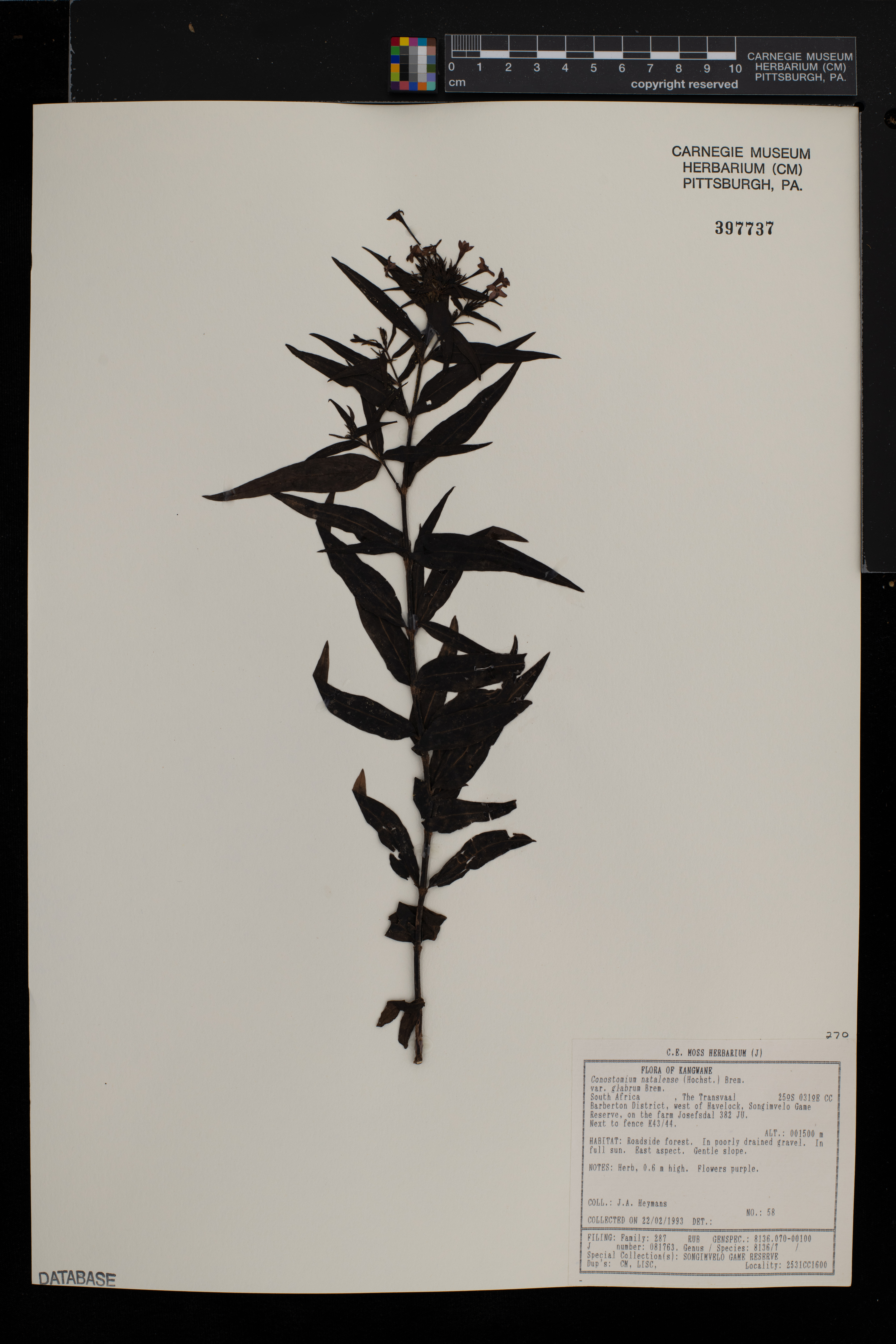 Conostomium natalense image