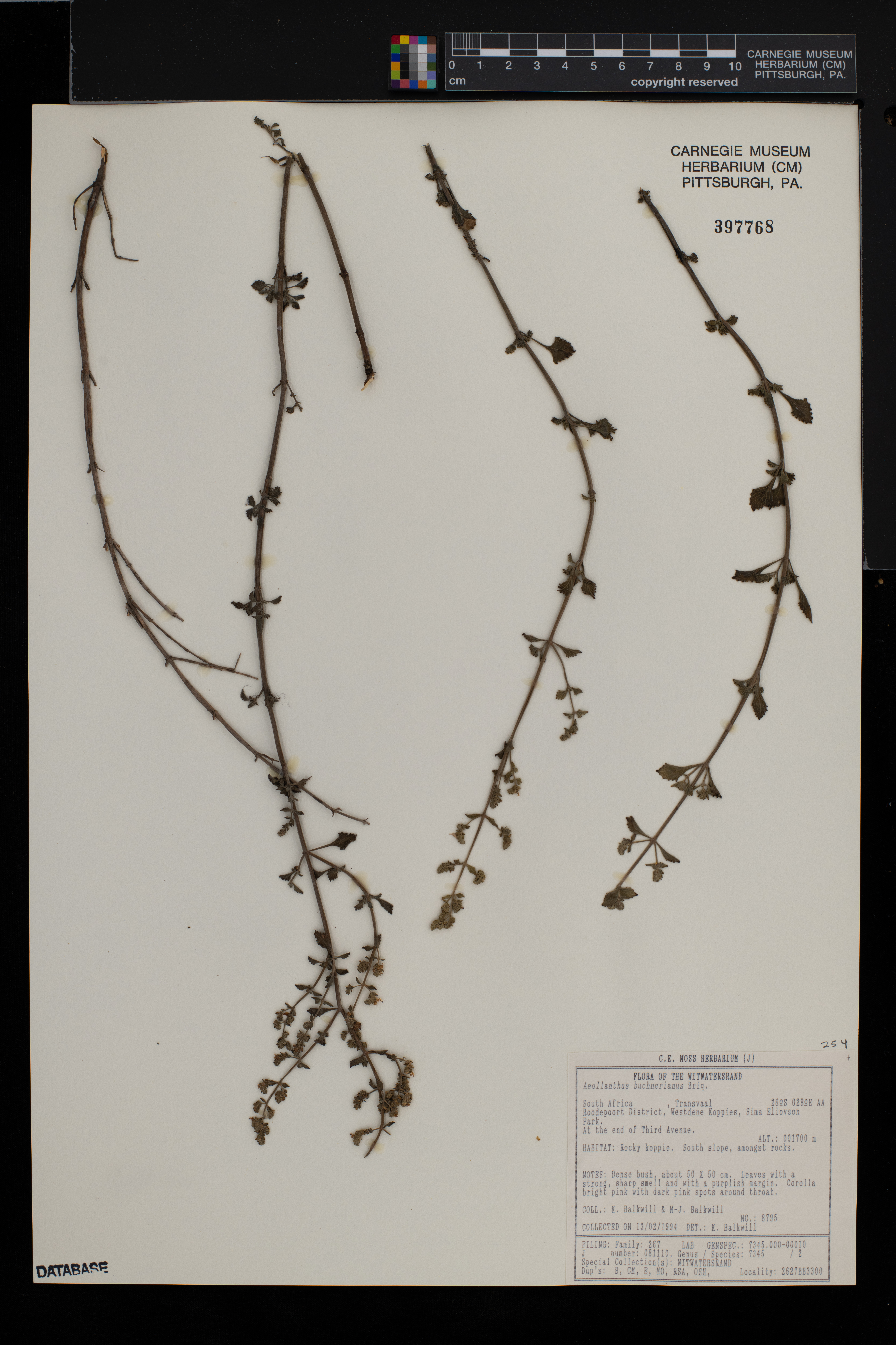 Aeollanthus buchnerianus image