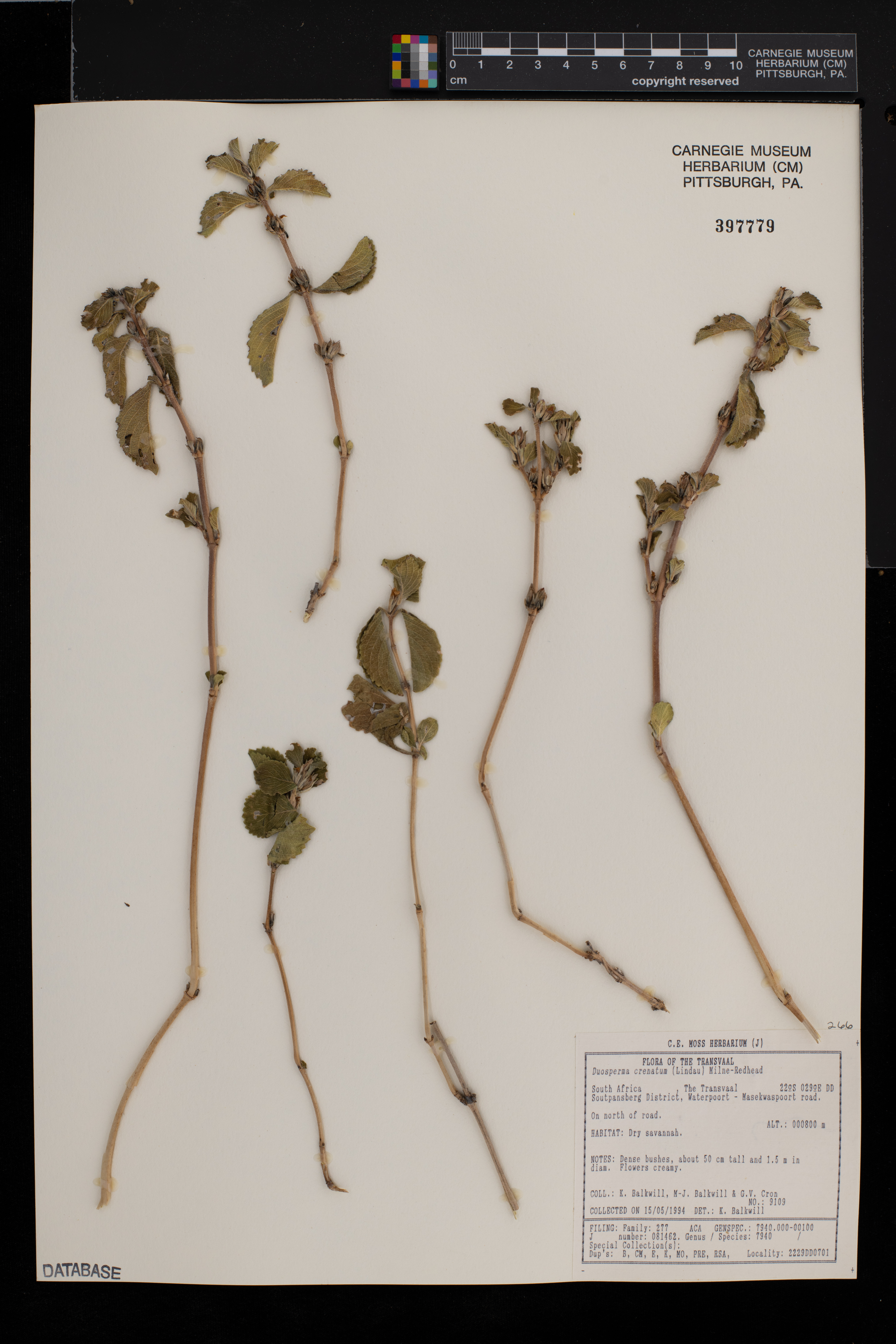 Duosperma image
