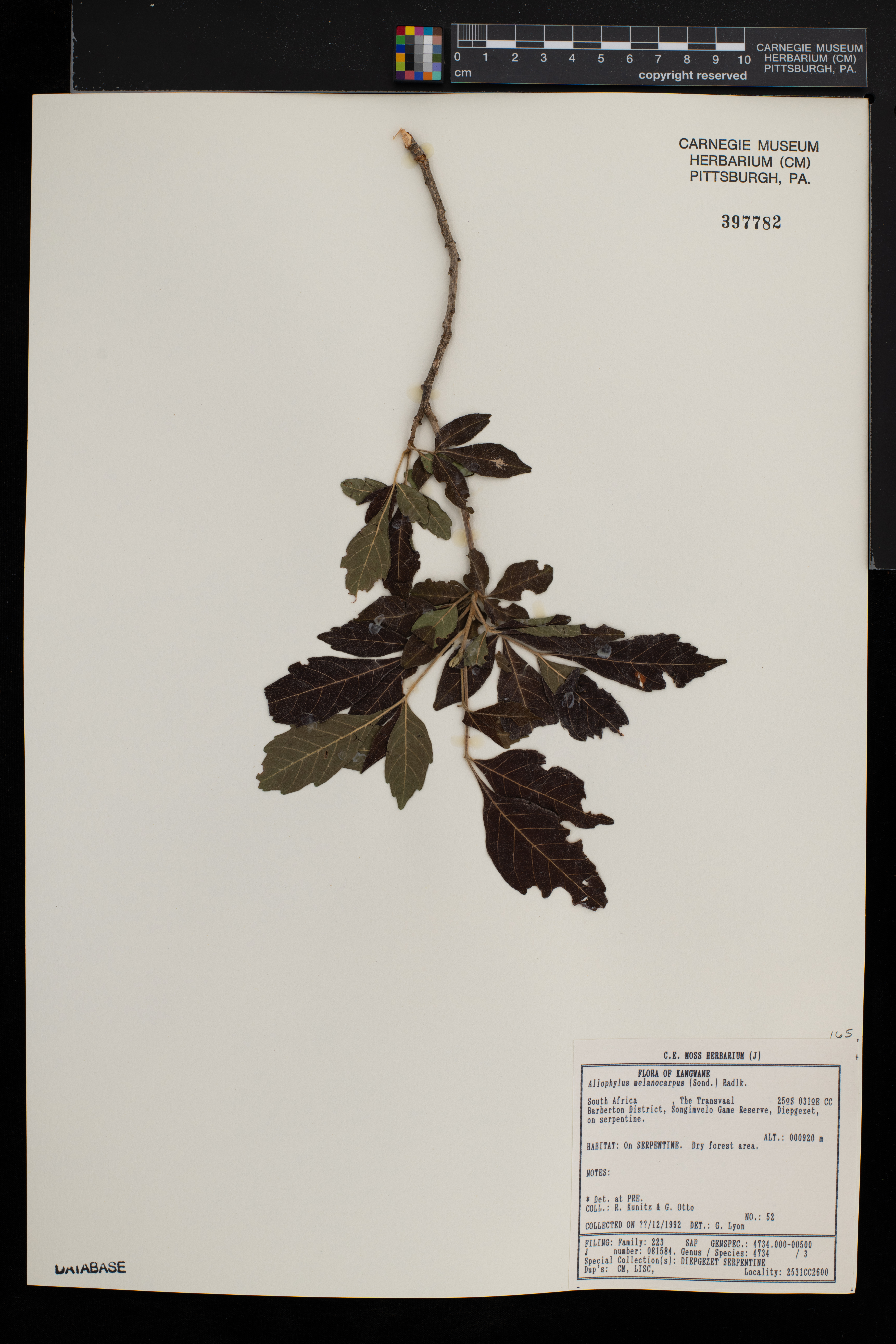 Allophylus africanus image