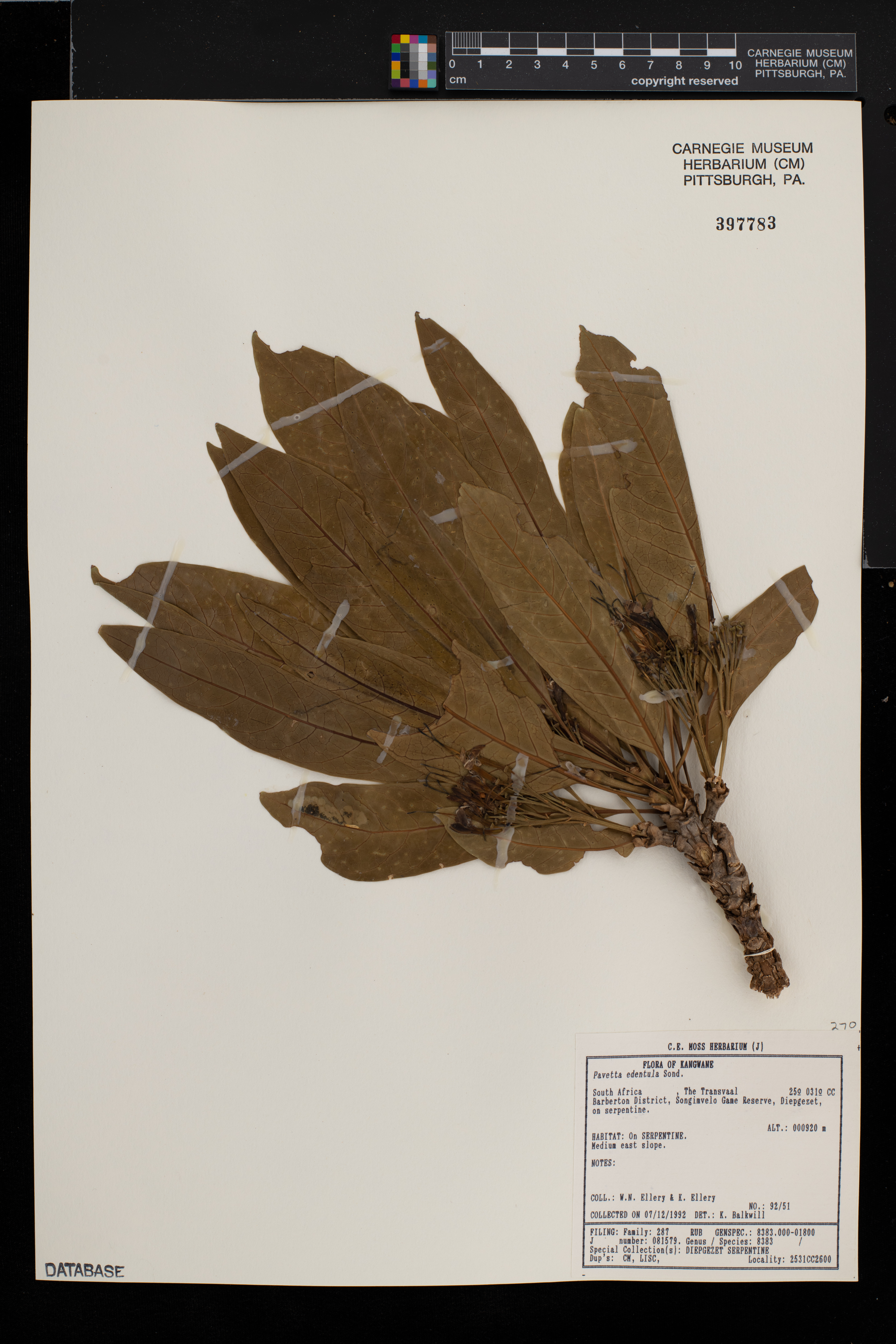 Pavetta edentula image