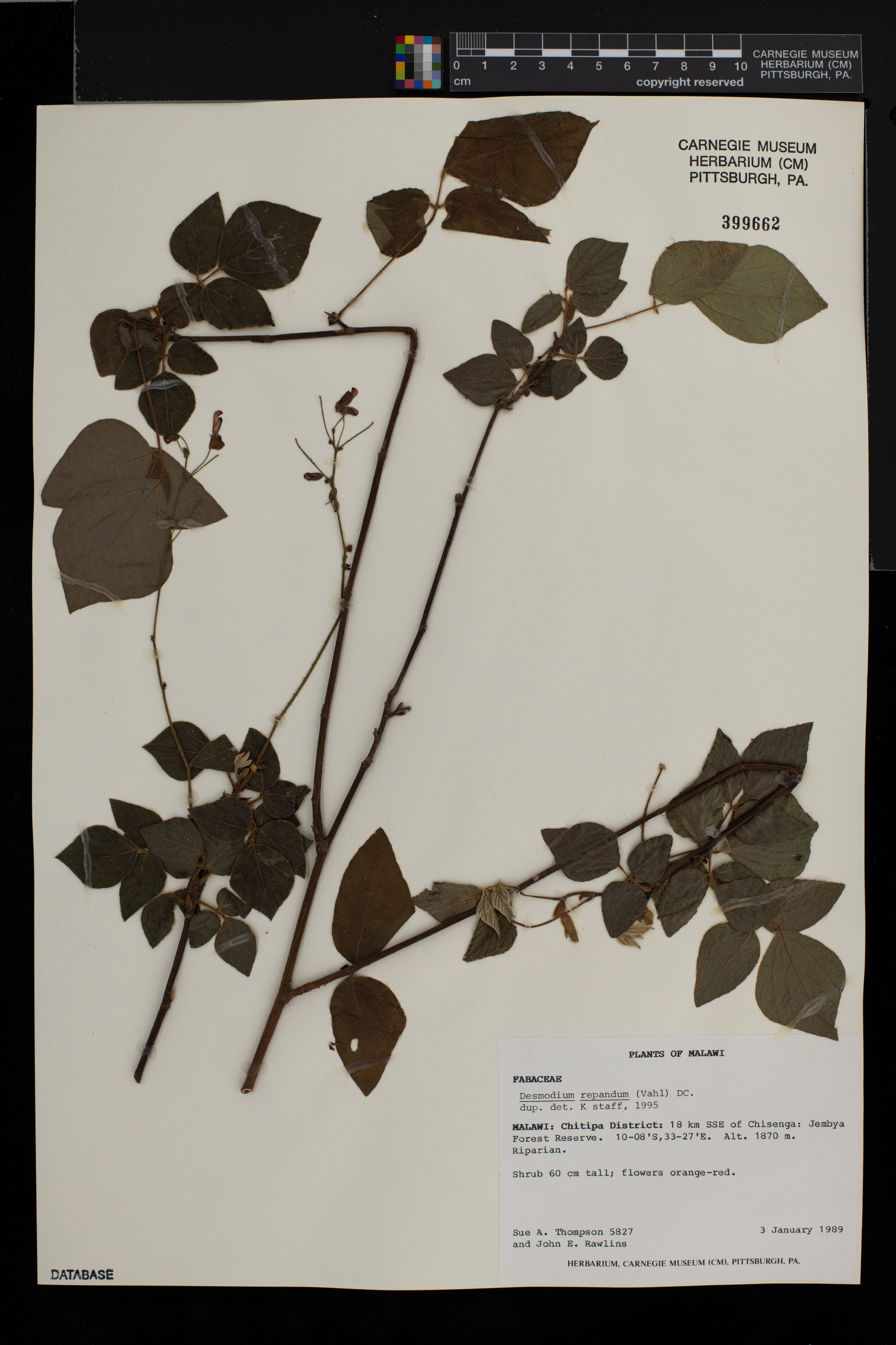 Desmodium repandum image