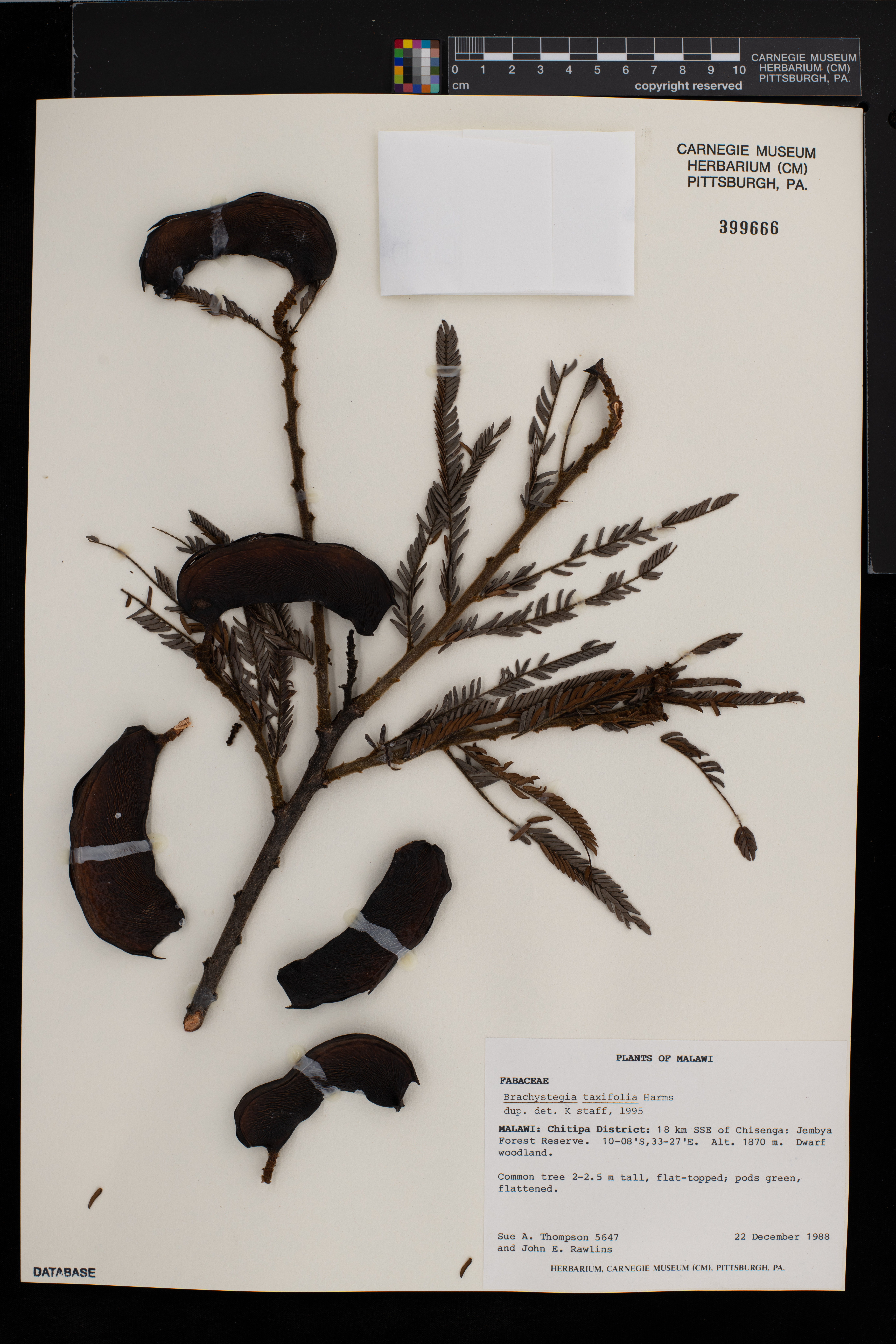 Brachystegia taxifolia image