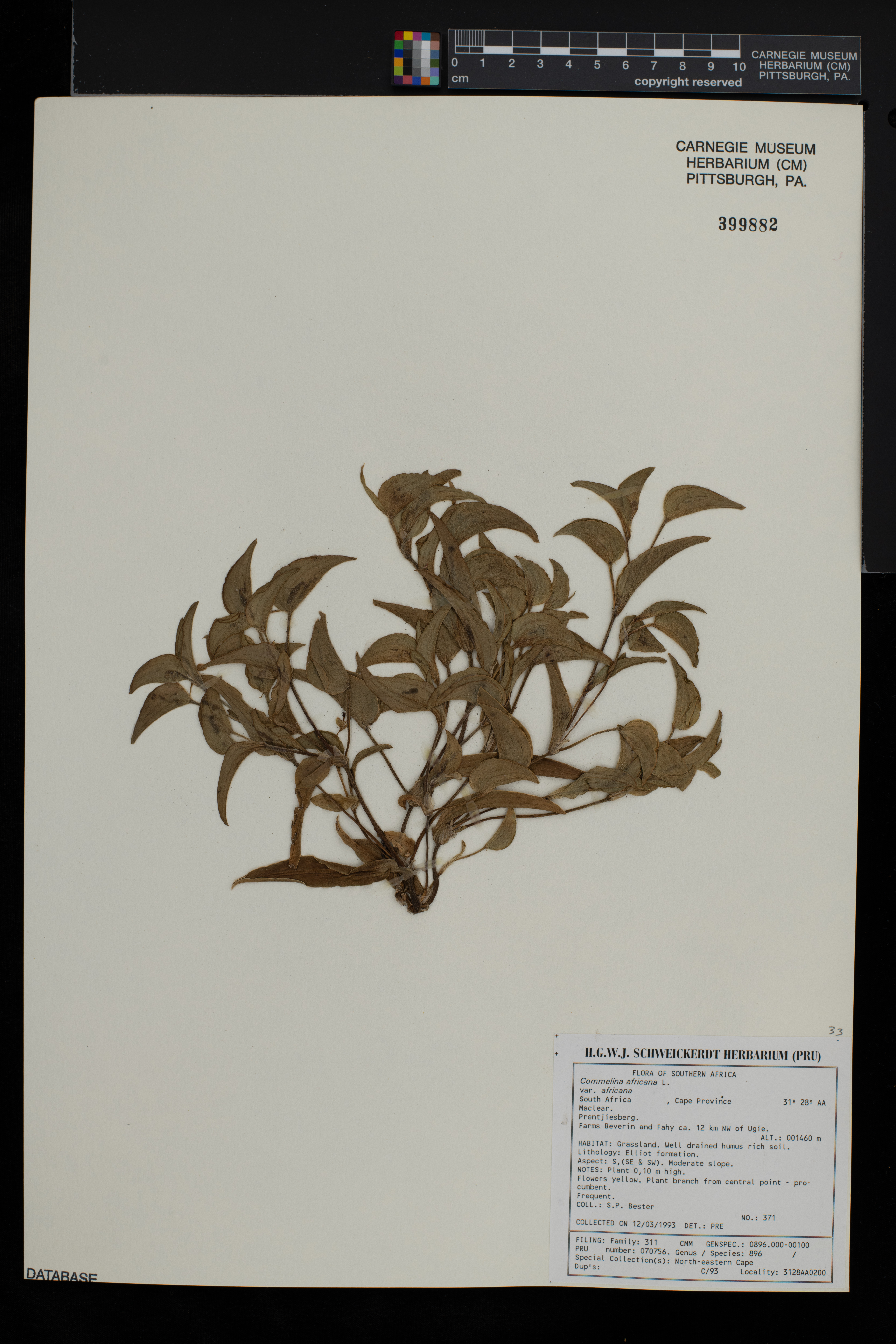 Commelina africana var. africana image