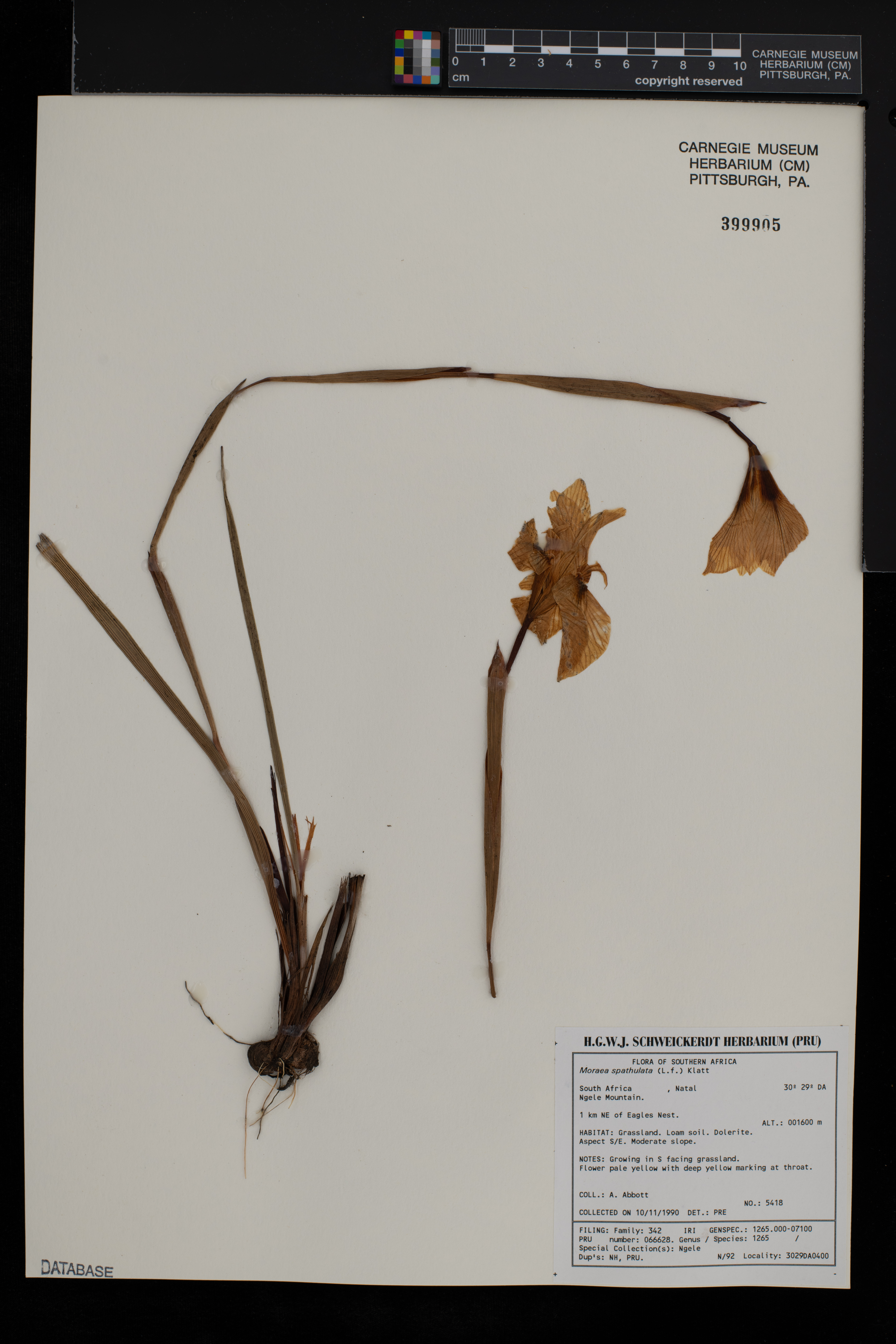 Moraea spathulata image
