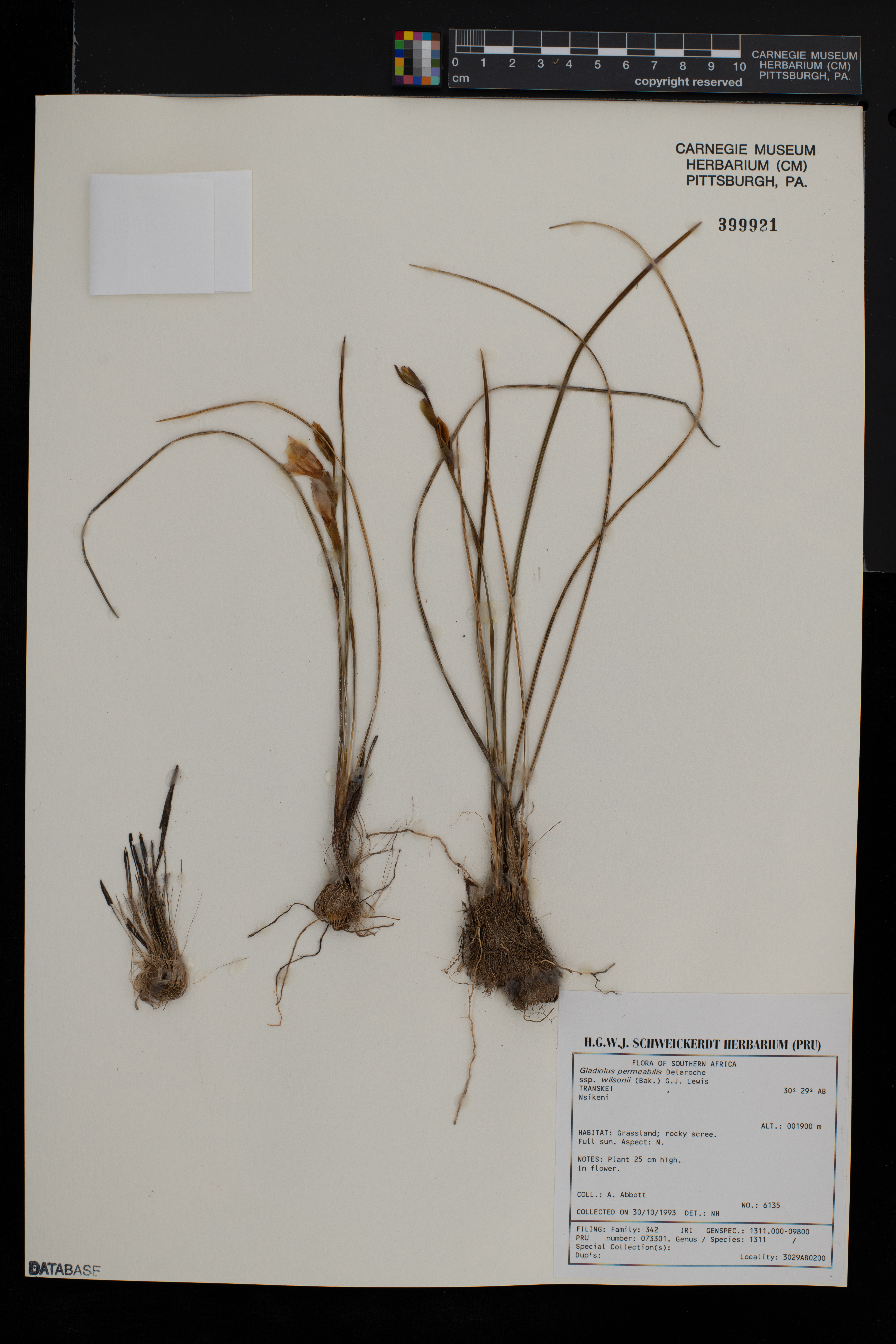 Gladiolus wilsonii image