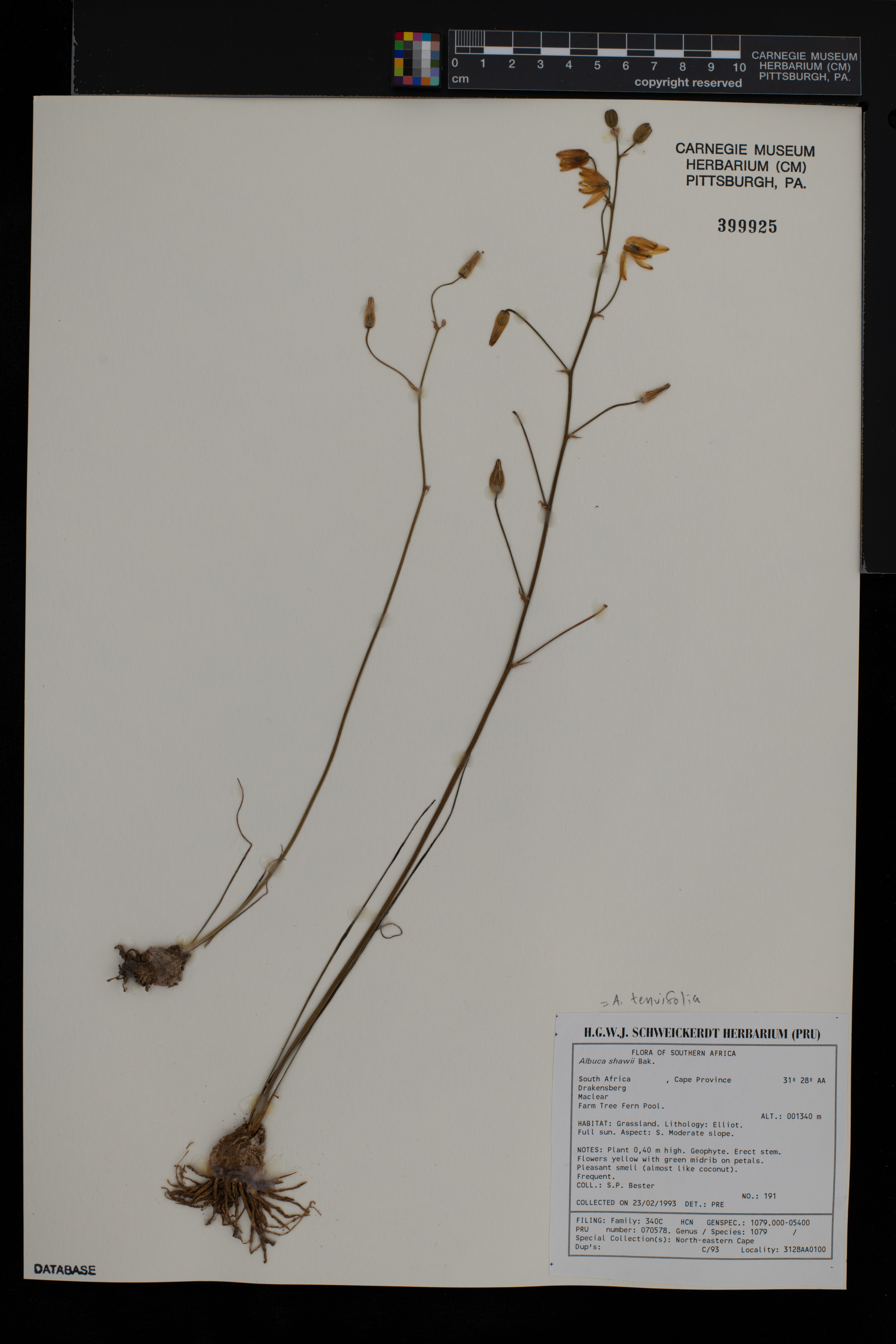 Albuca tenuifolia image