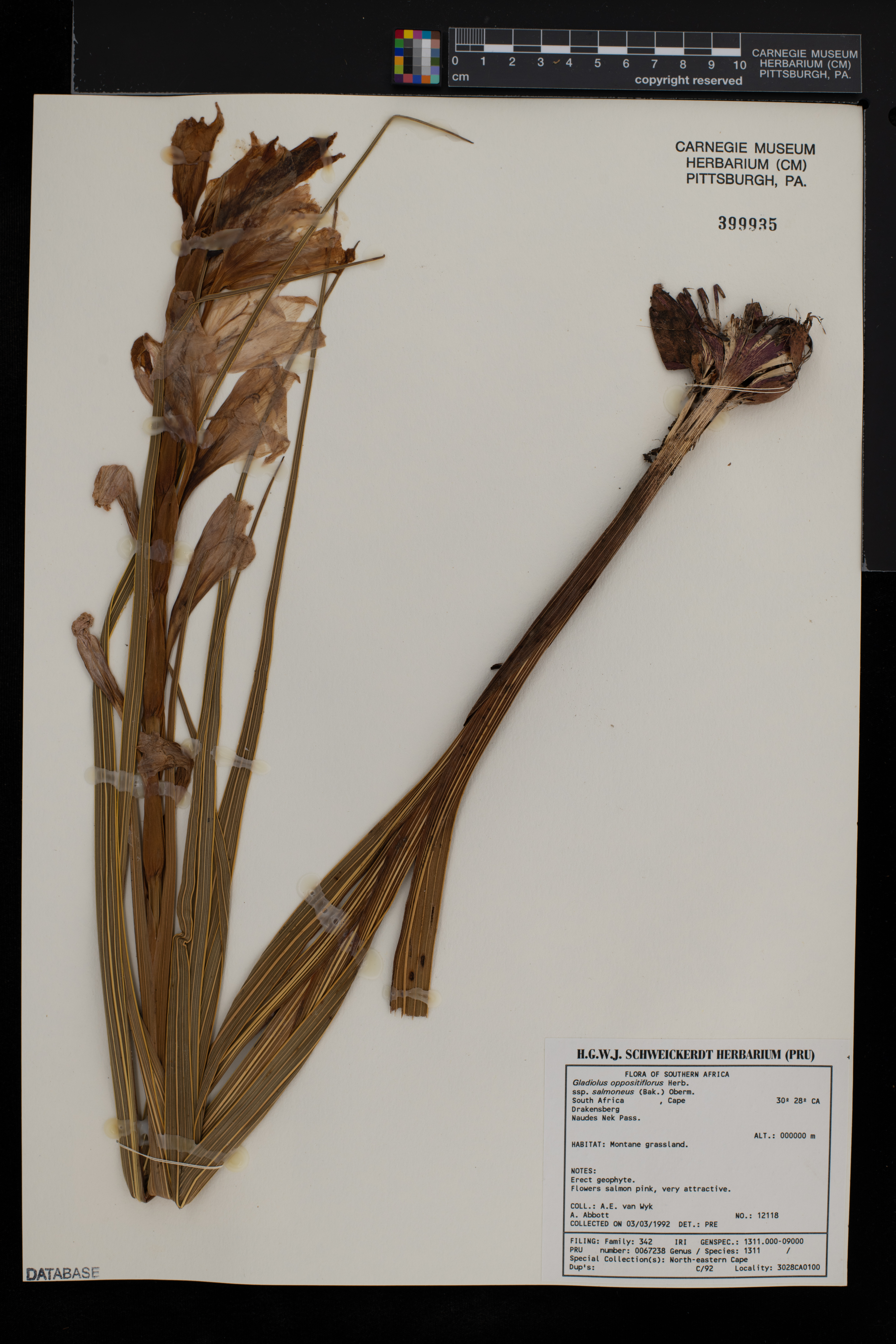 Gladiolus oppositiflorus image